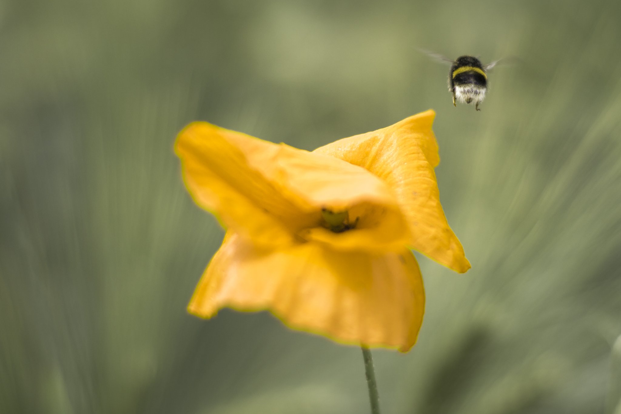 Hat die Blume einen Knick, war die Hummel wohl zu dick....