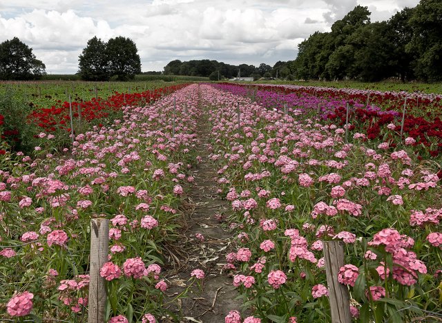 Es blüht so schön, wenn Waltrops Blumen blühen . . .