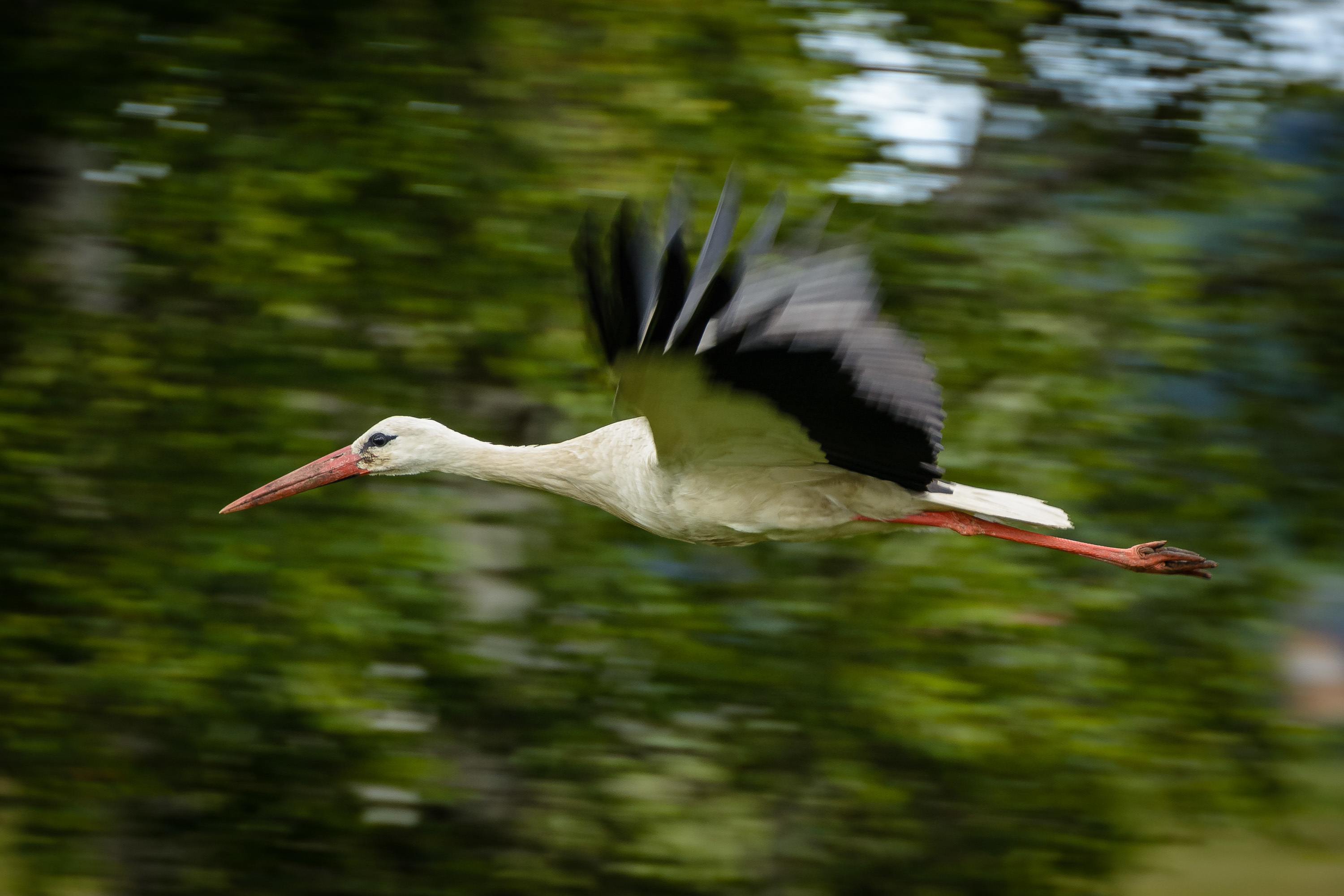 Jetzt aber schnell . . . muss heute noch ein paar Lieferungen machen (Storch auf Usedom)