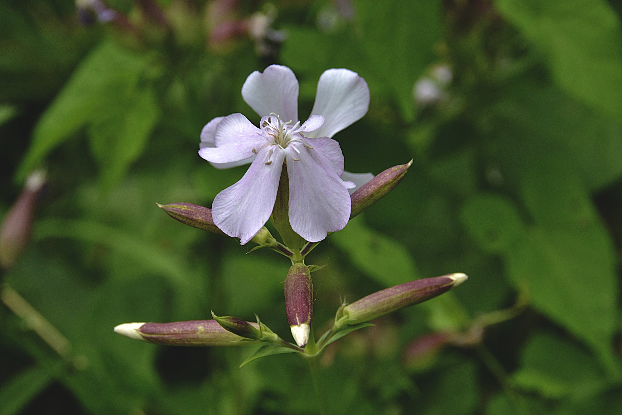 Gewöhnliches Seifenkraut (Saponaria officinalis)