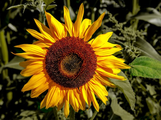 Lass Blumen sprechen . . .