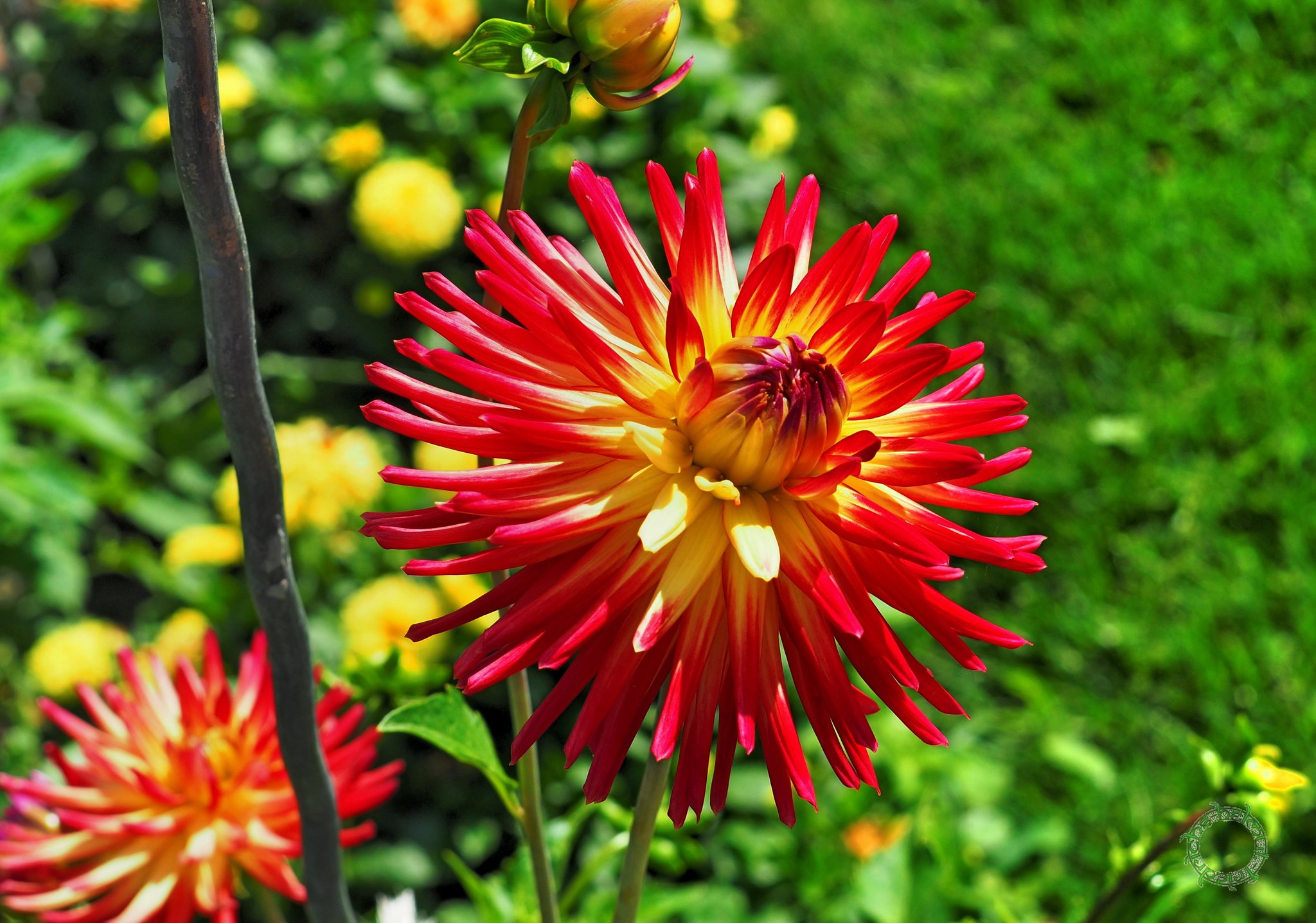 Wenn die Dahlien wieder Blühen