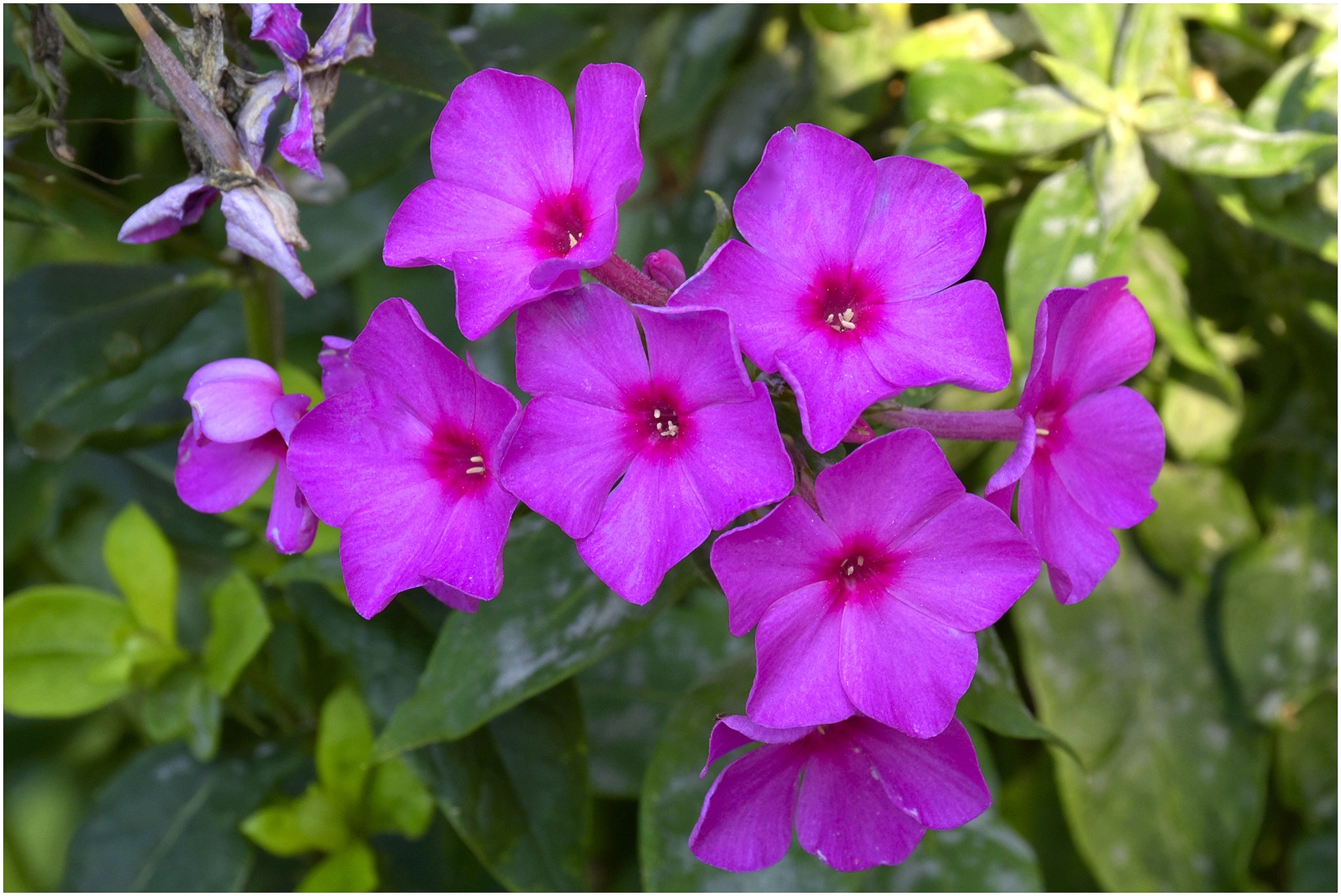 Phlox gehört in jeden Garten!