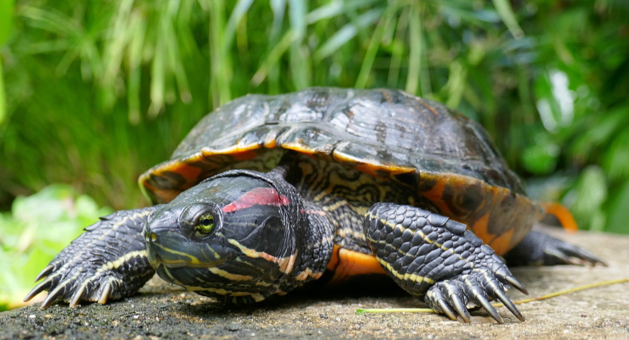 Rotwangenschildkröte in der grünen Hölle von Bochum