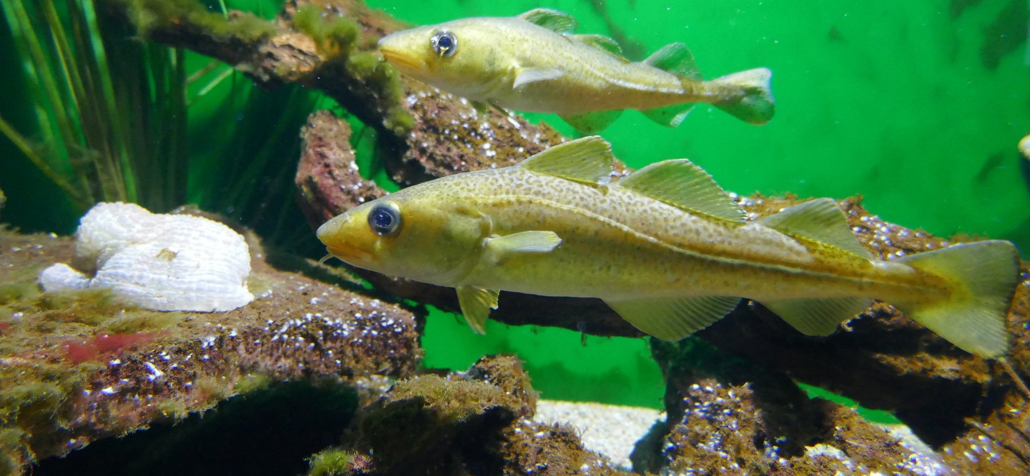 Vor meinem geistigen Auge - Dorsch, gedünstet in Dijon-Senfsauce Vor meinem geistigen Auge - Dorsch, gedünstet in Dijon-Senfsauce