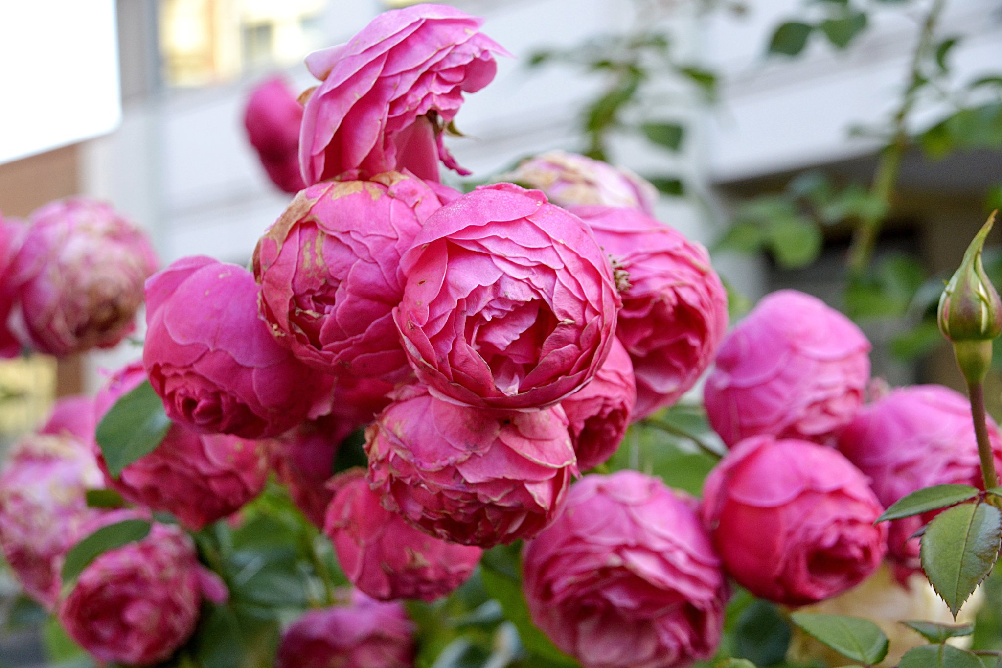 Späte Rosen im Garten lassen den Winter noch warten (Volksmund)