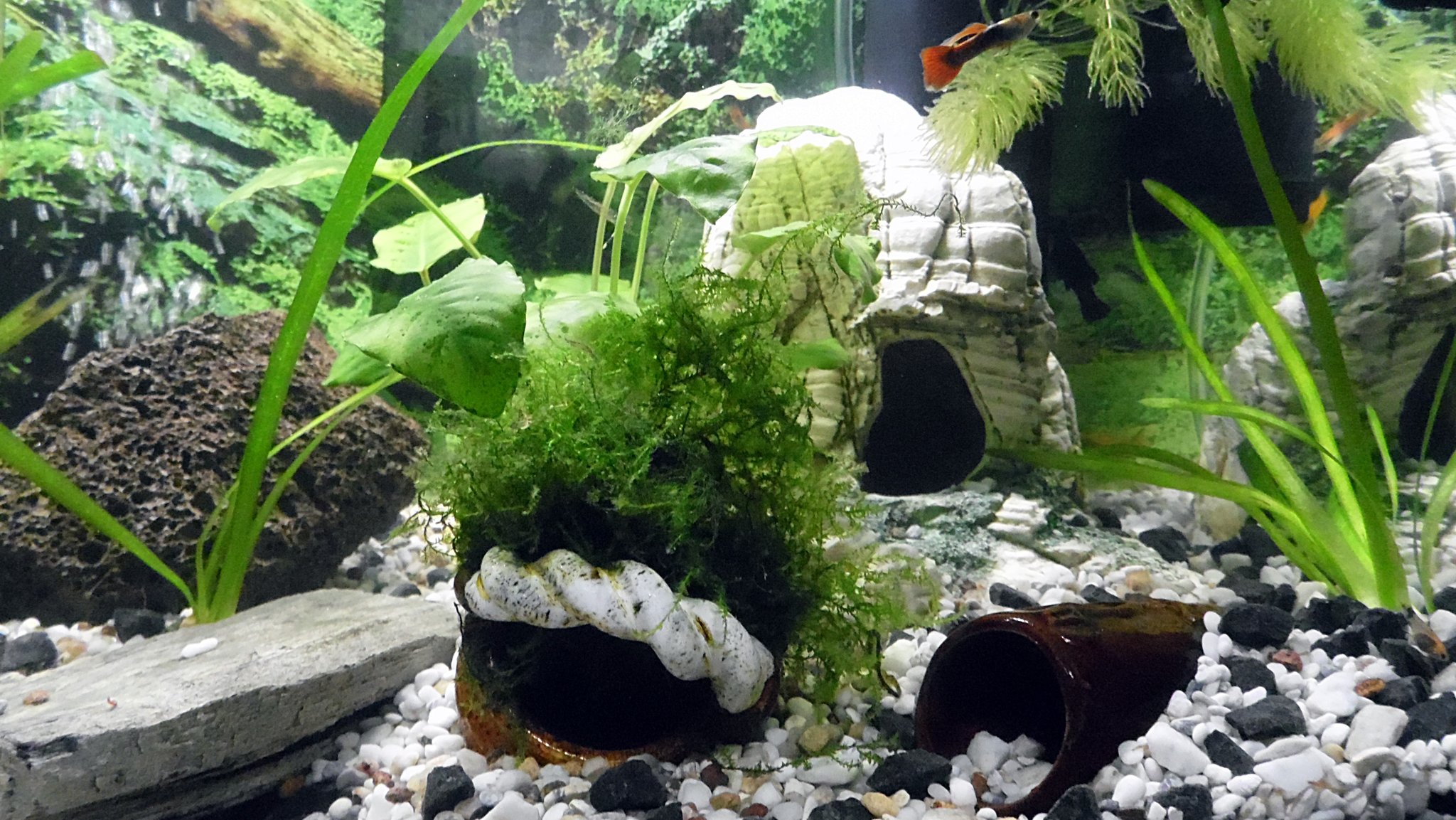 Aquariumhöhlen selber gemacht