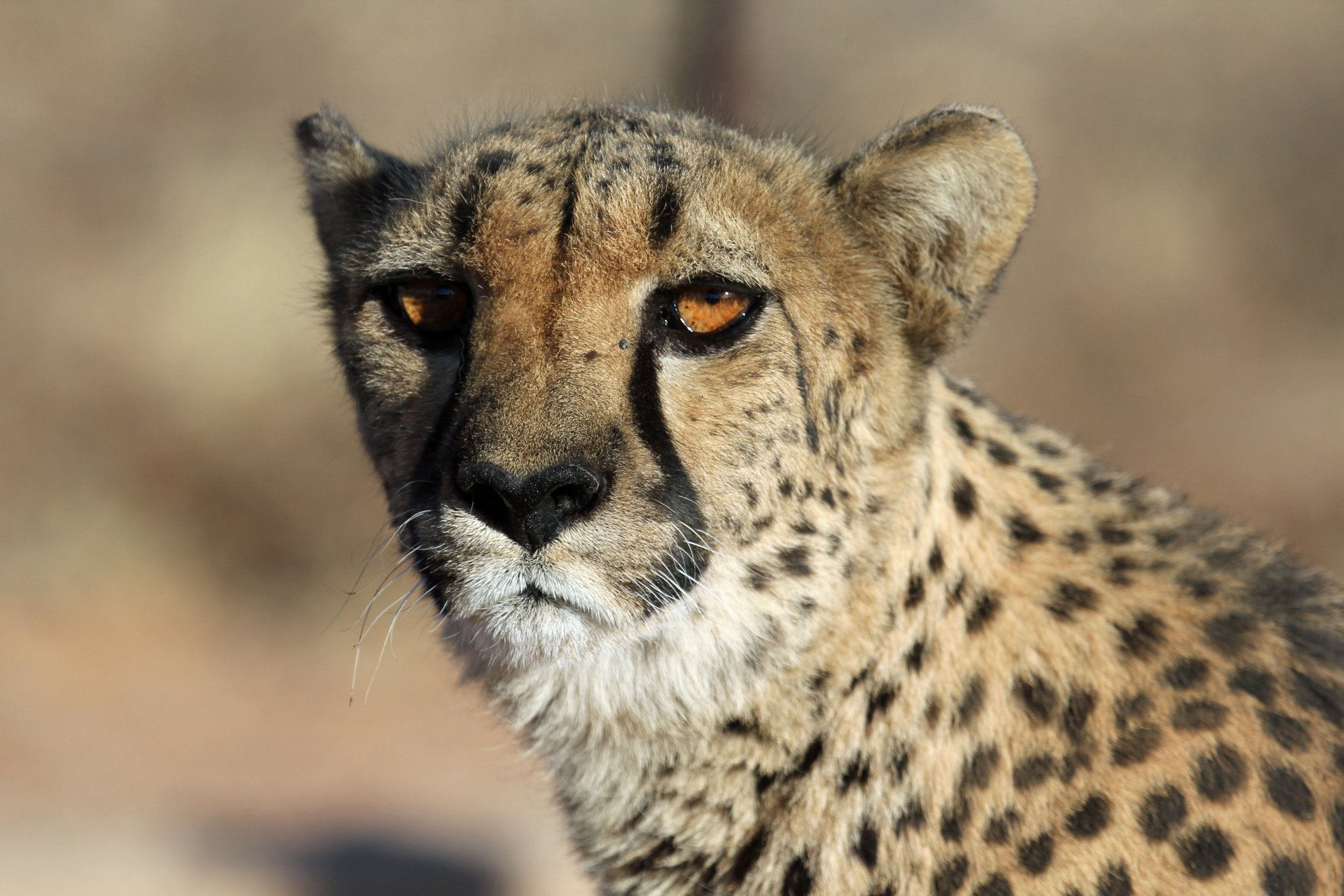 Gepard