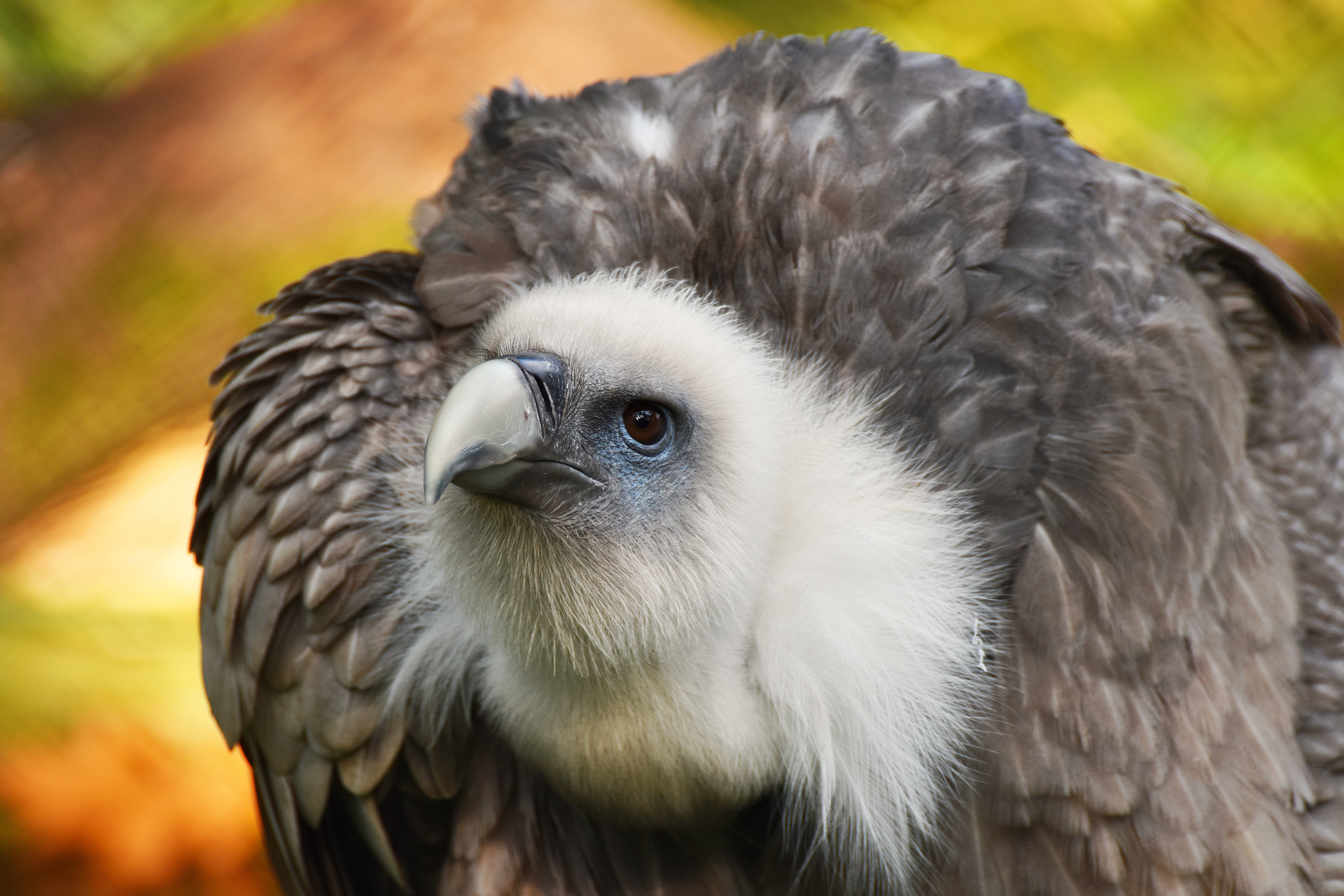 Gänsegeier im Zoo Duisburg am 23.09.2017. Ich mag diese großen Greifvögel. (Bitte Vollbild)