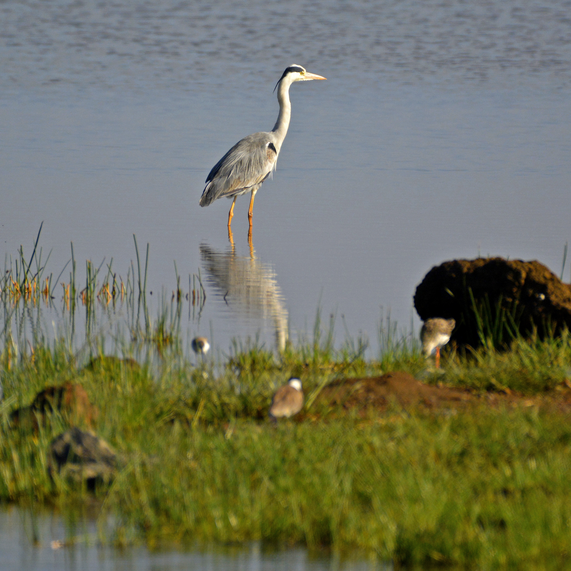Der Graureiher oder Fischreiher ist in Eurasien und Afrika weit verbreitet und häufig.