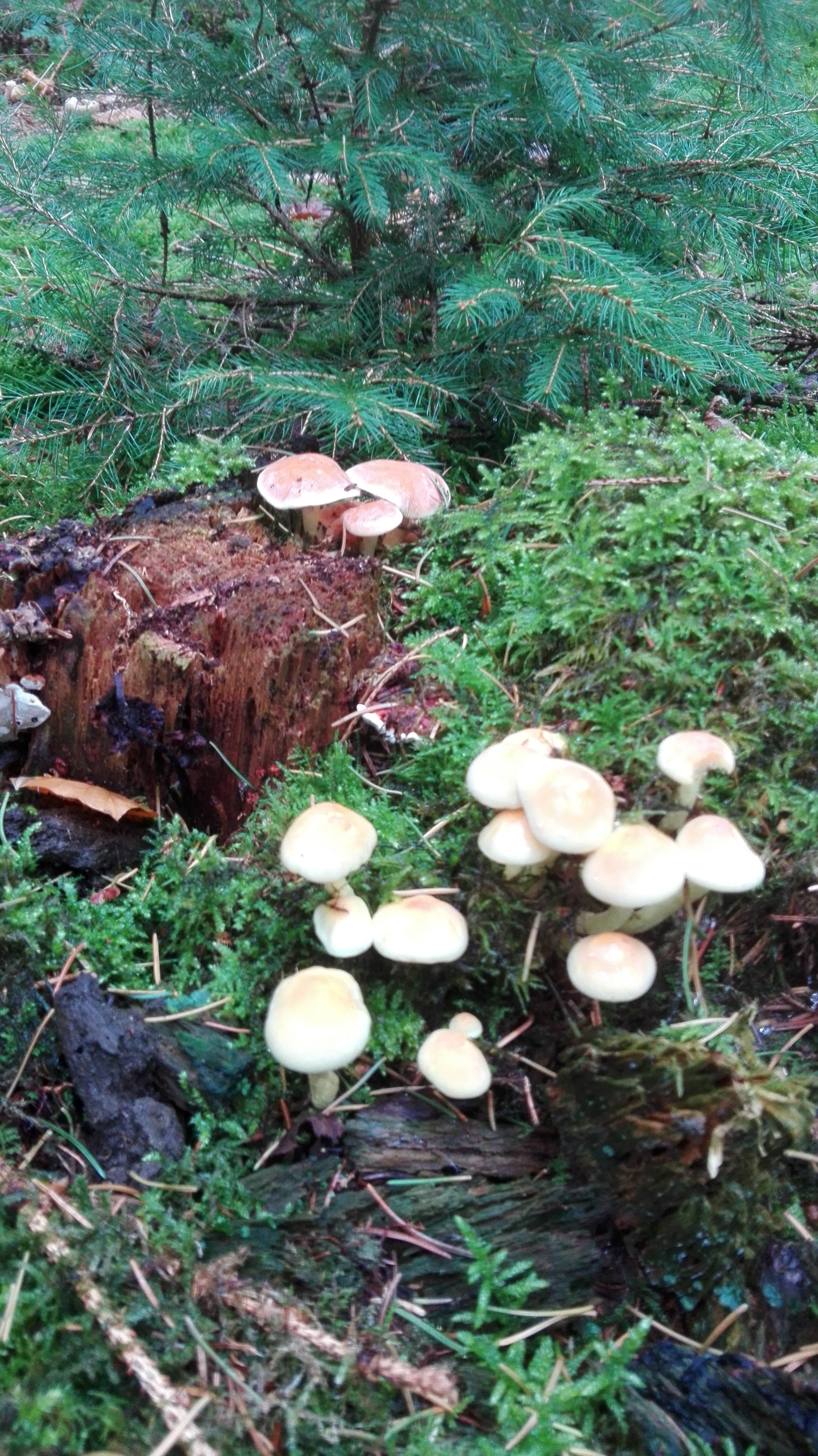 Miniatur Feenmärchenzauberwald im Moyländer Wald