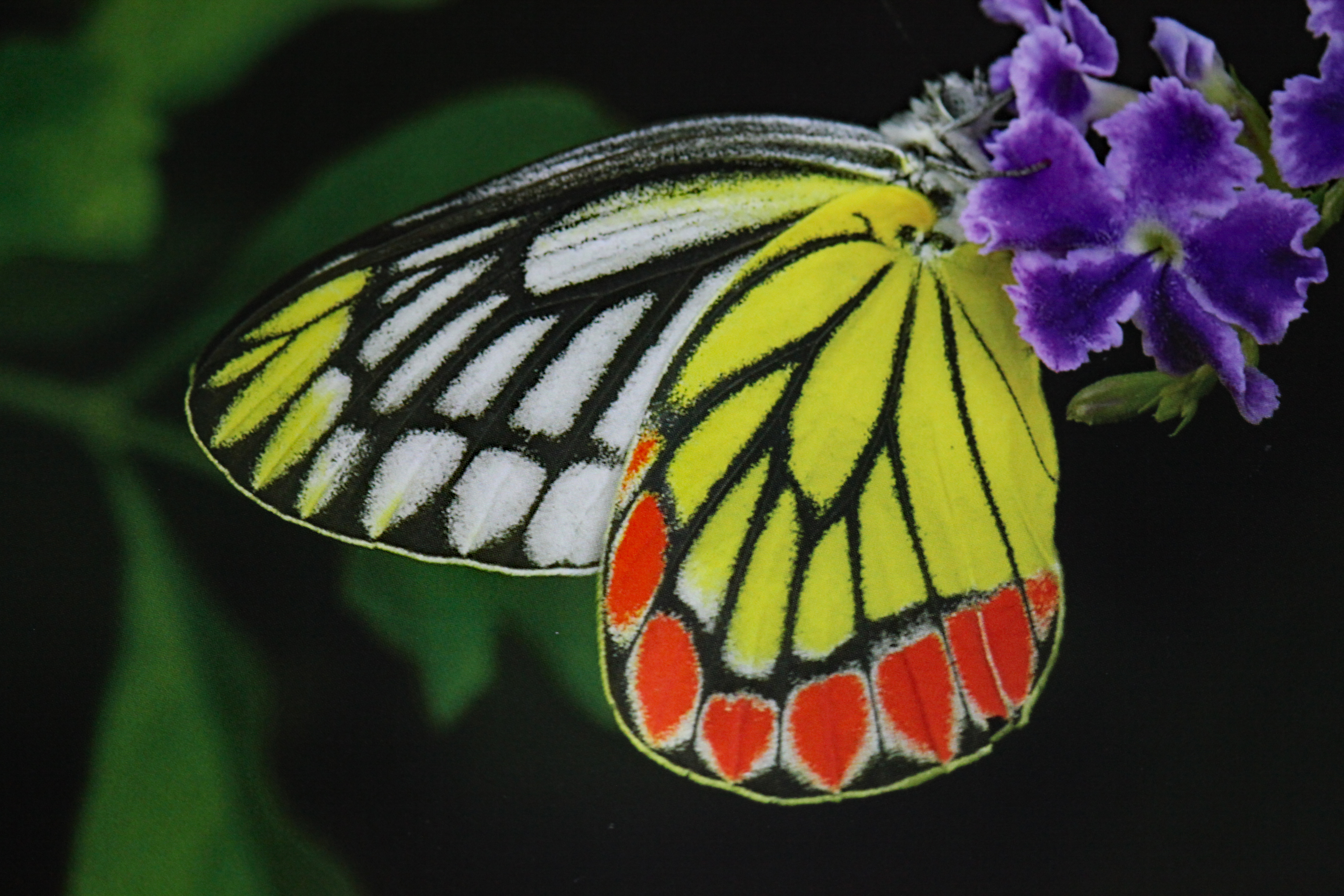 Common Jezebel, (Delias eucharis), Vorkommen Beruwela Sri Lanka