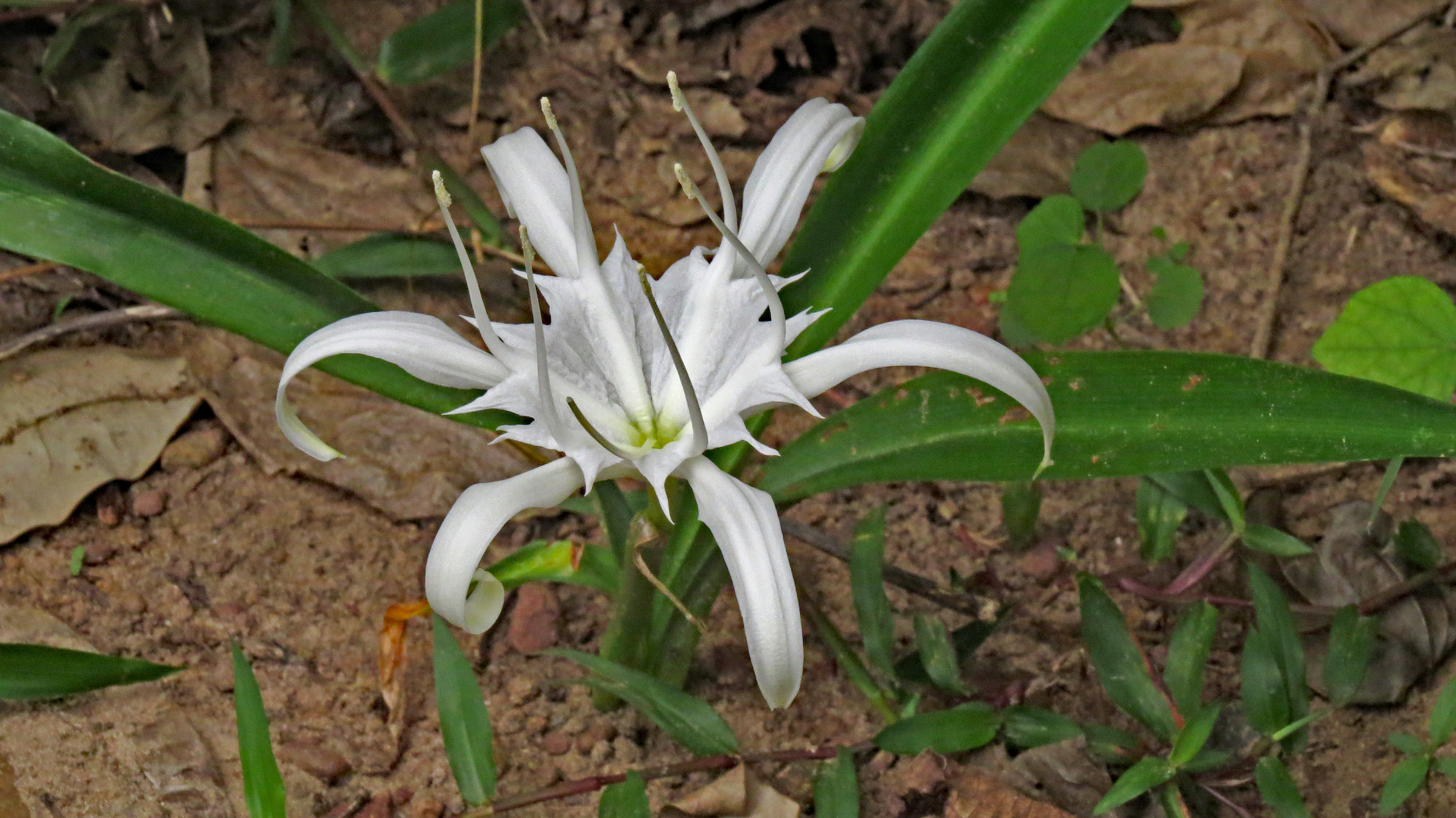 Lilie von Sri Lanka.