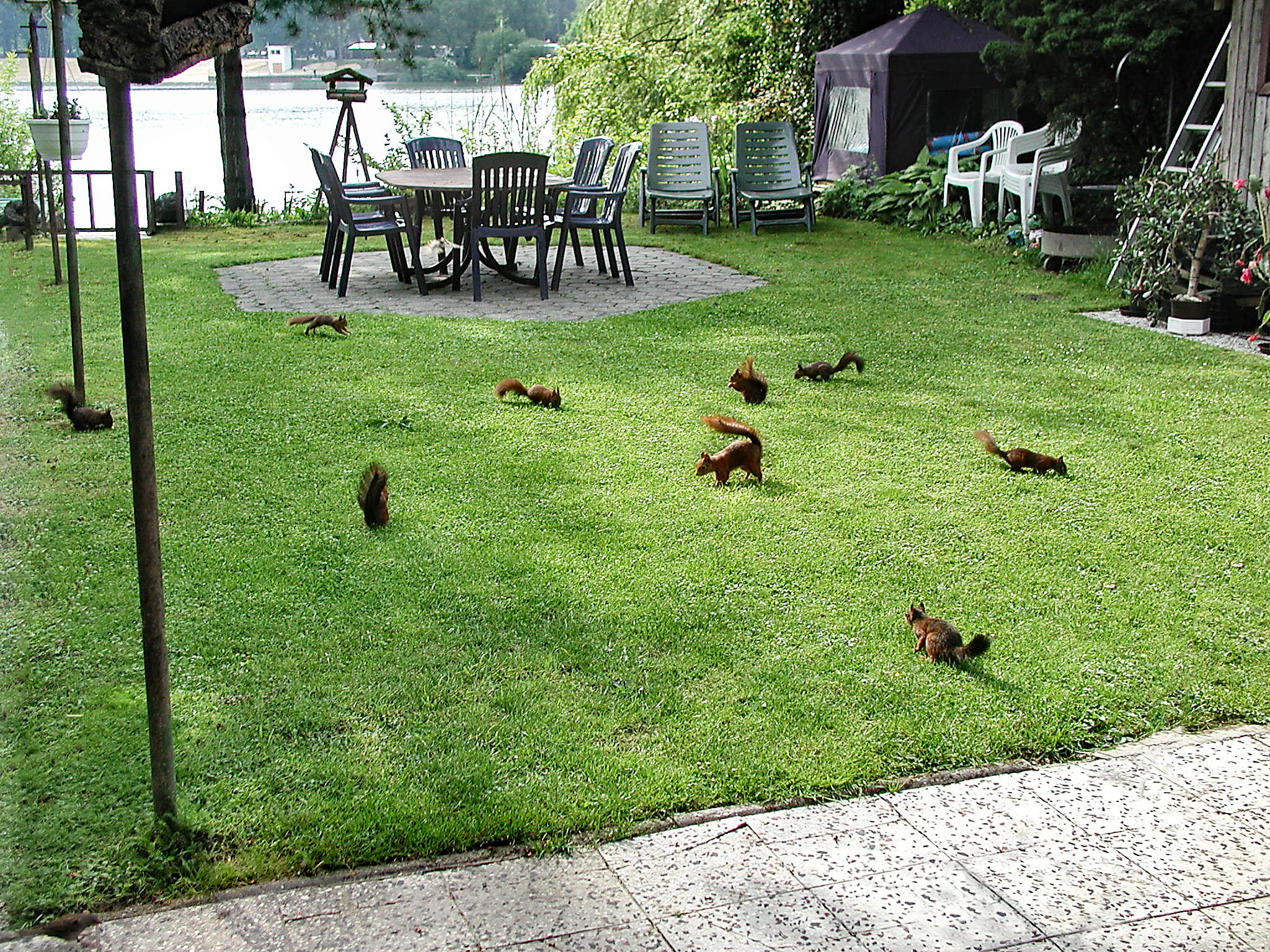 9 Eichhörnchen auf unserer Wiese, keine Fotomontage.