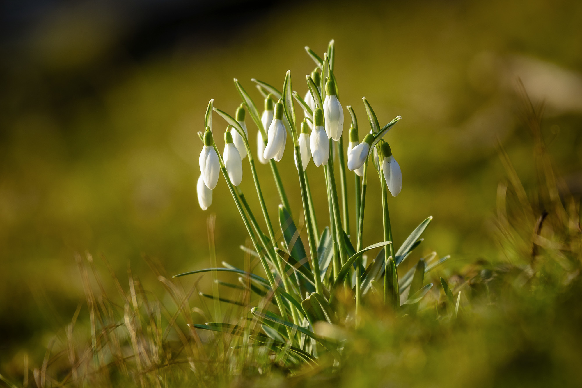 Schneeglöckchen in einem der seltenen Sonnenstrahlen dieses Januars (Dortmund Rombergpark)