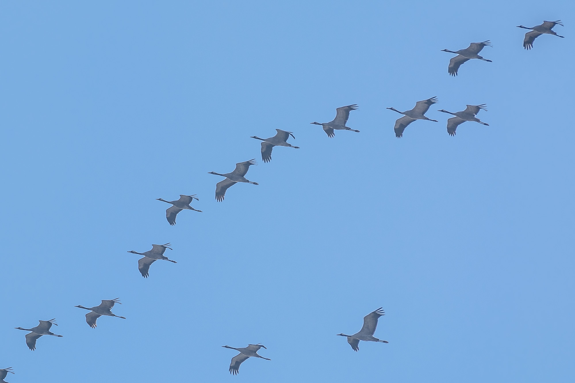 Heute gegen 14:20 Uhr: Ein Schwarm von ca. 60-70 Tieren fliegt auf dem Weg nach Norden über Castrop-Rauxel