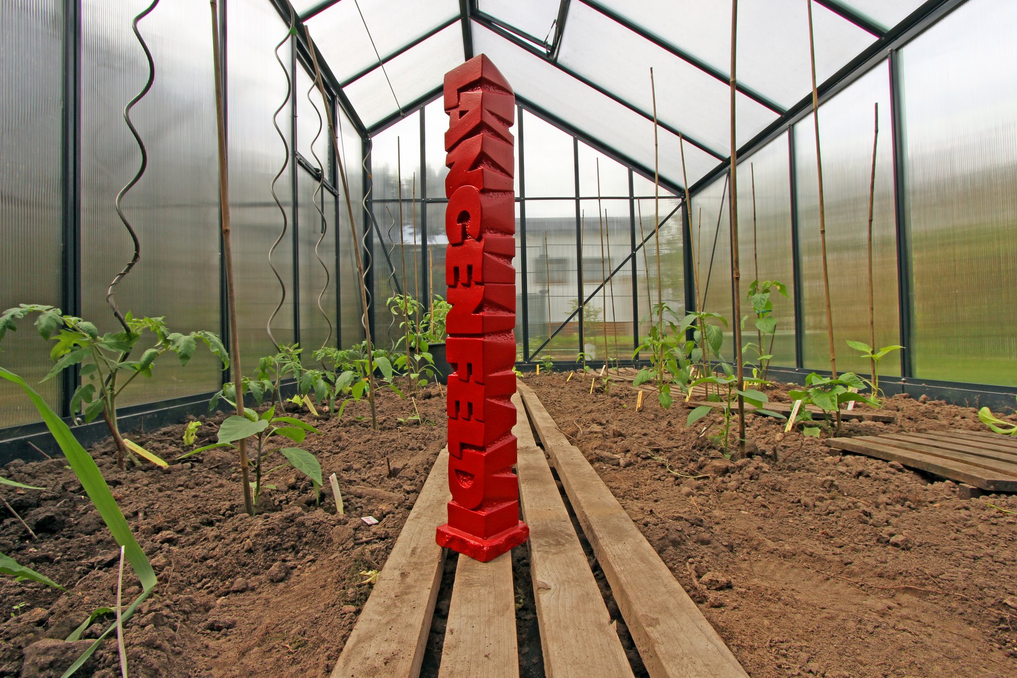 Gewächshaus. Voll mit 24 Chilis und 7 Tomaten der besonderen Art.