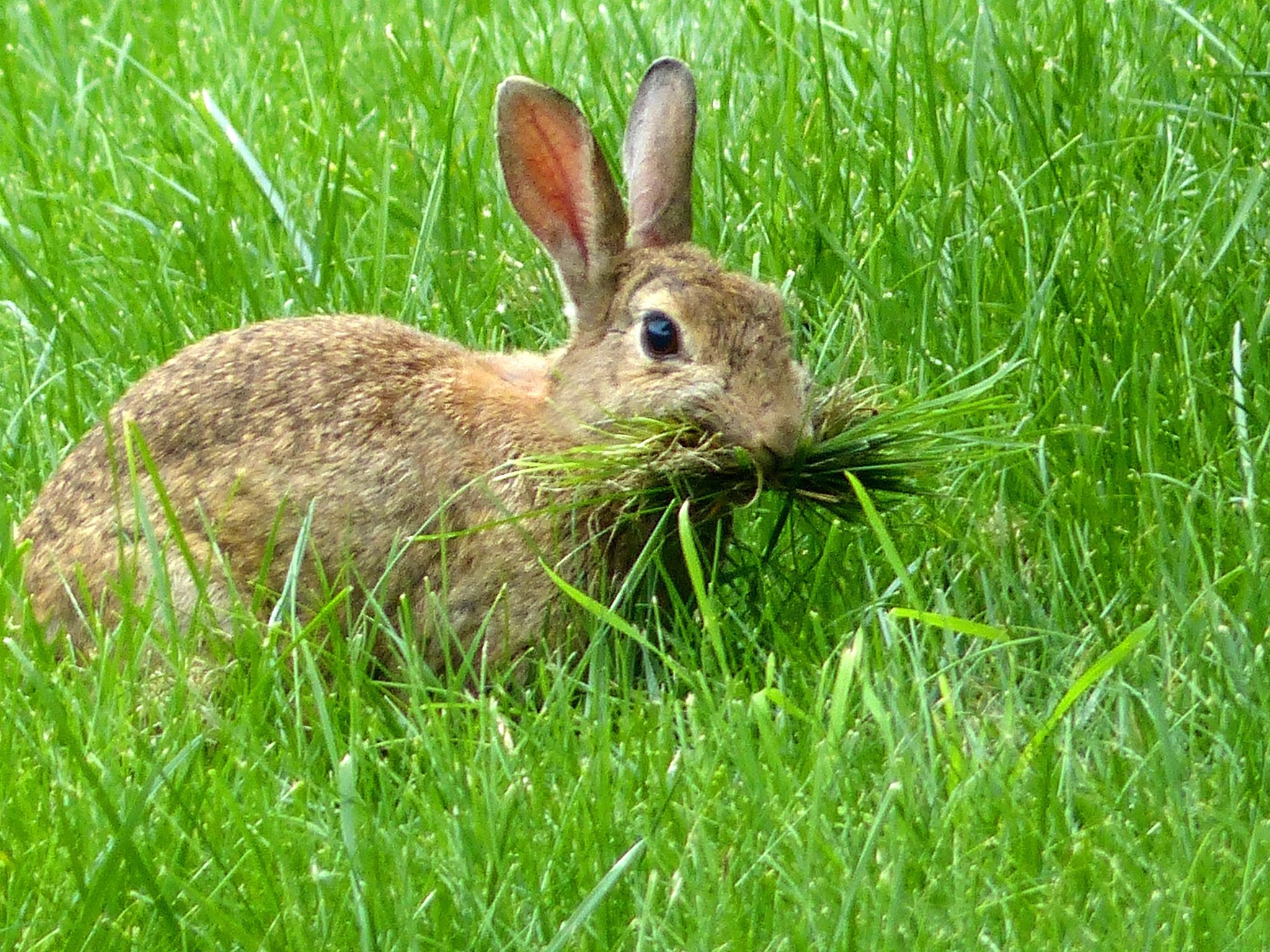 Kaninchen beim Rasenmähen