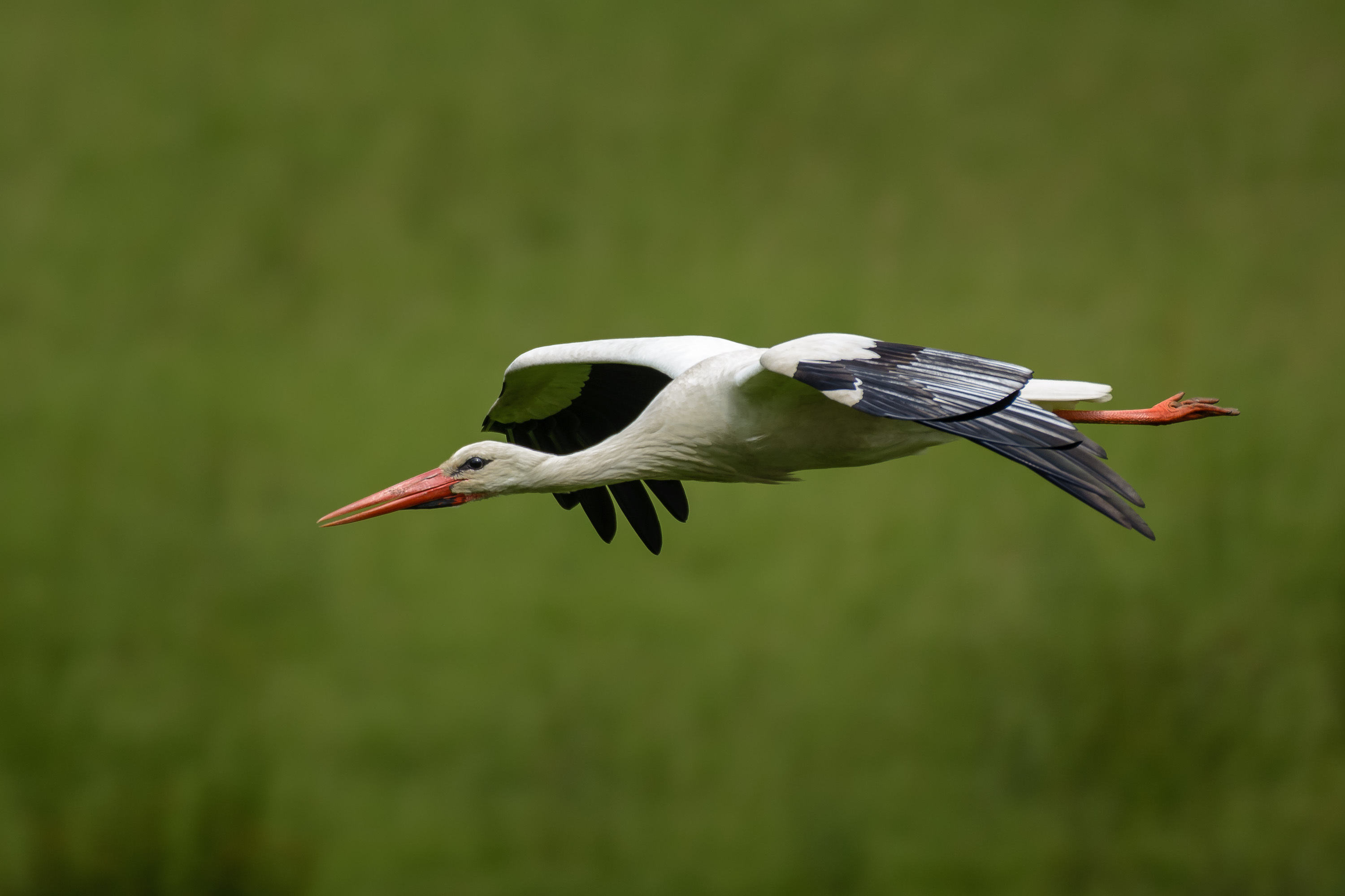 Weißstorch im Tiefflug über der Disselmerscher Auenwiese (bitte Vollbild)