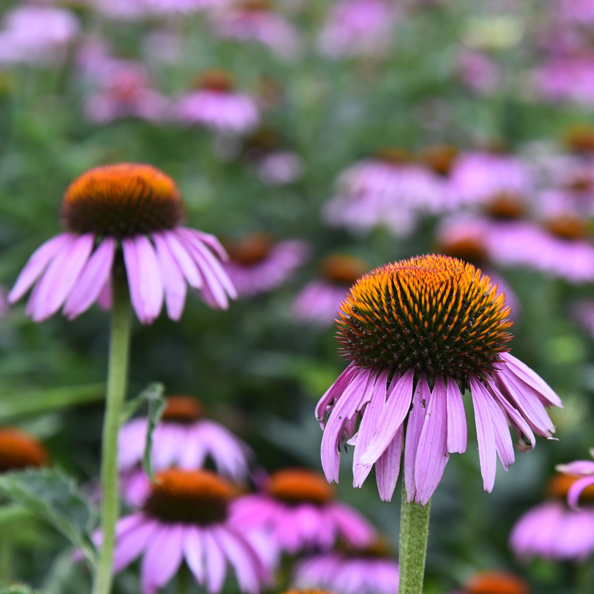 Echinacea