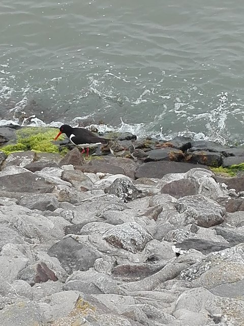 Austernfischer am Strand mit zwei Jungen - perfekt getarnt gegen Raubvögel