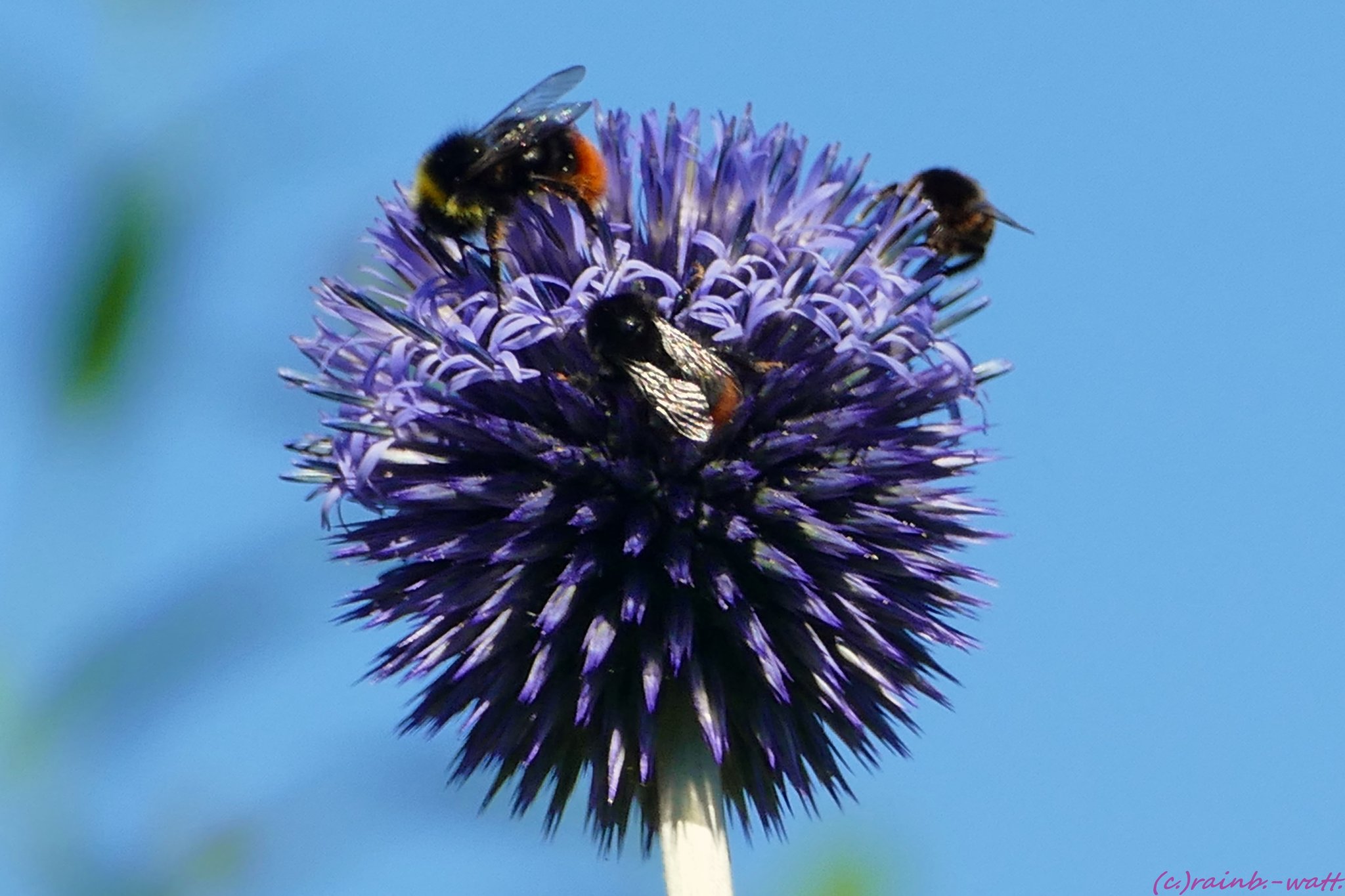 "Sieben auf einen Streich!"