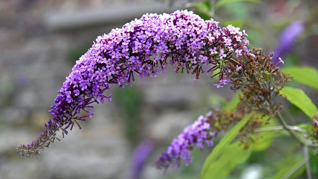 ... gesehen im Schlosspark Herten