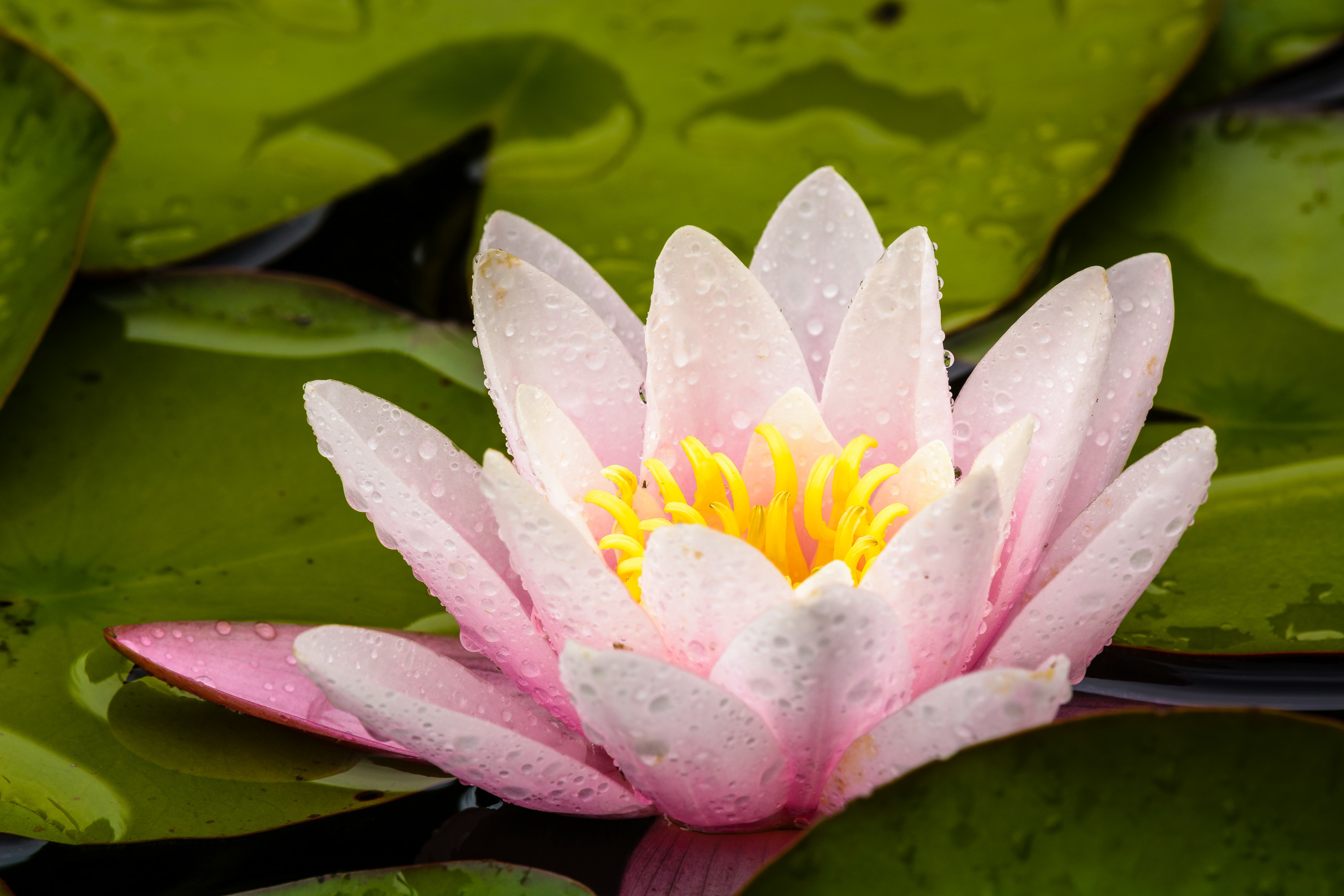 Meteorologischer Begriff mit 5 Buchstaben? REGEN!! Hier unsere Gartenteich-Seerose nach ein paar Tropfen Regen gerade eben.