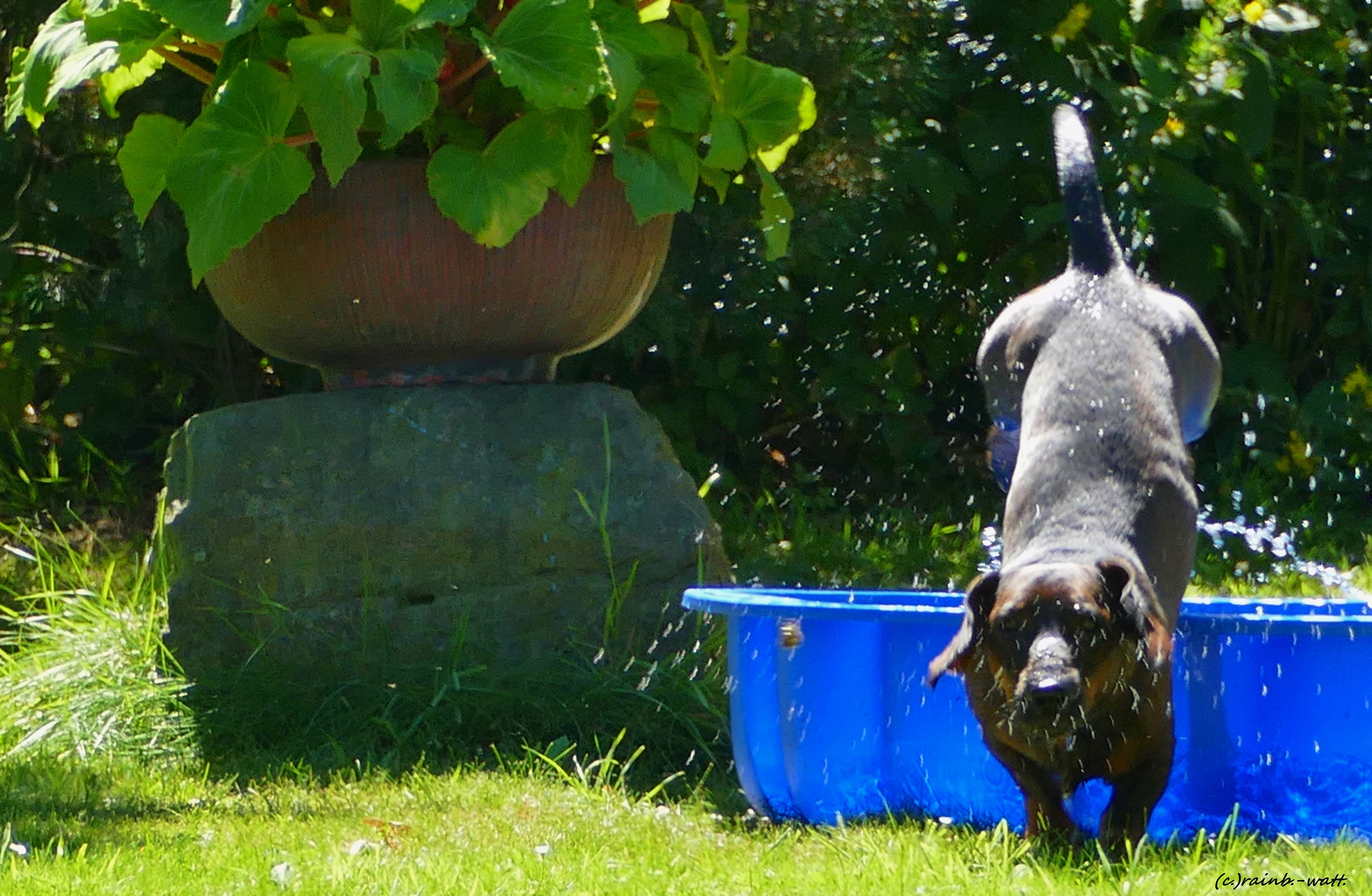 ...Schwänzchen in die Höh! Foto: Rainer Bresslein