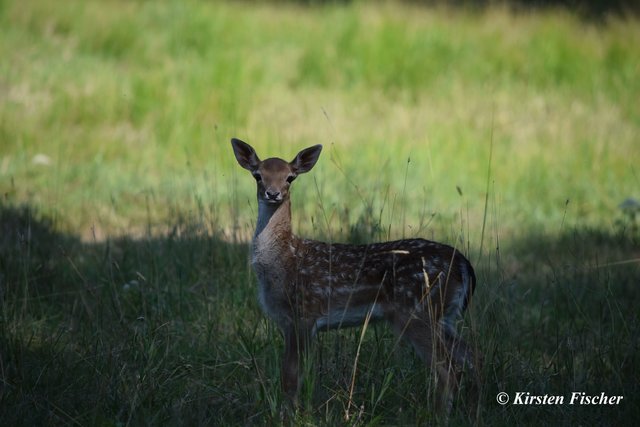 Kleines Damwildkälbchen