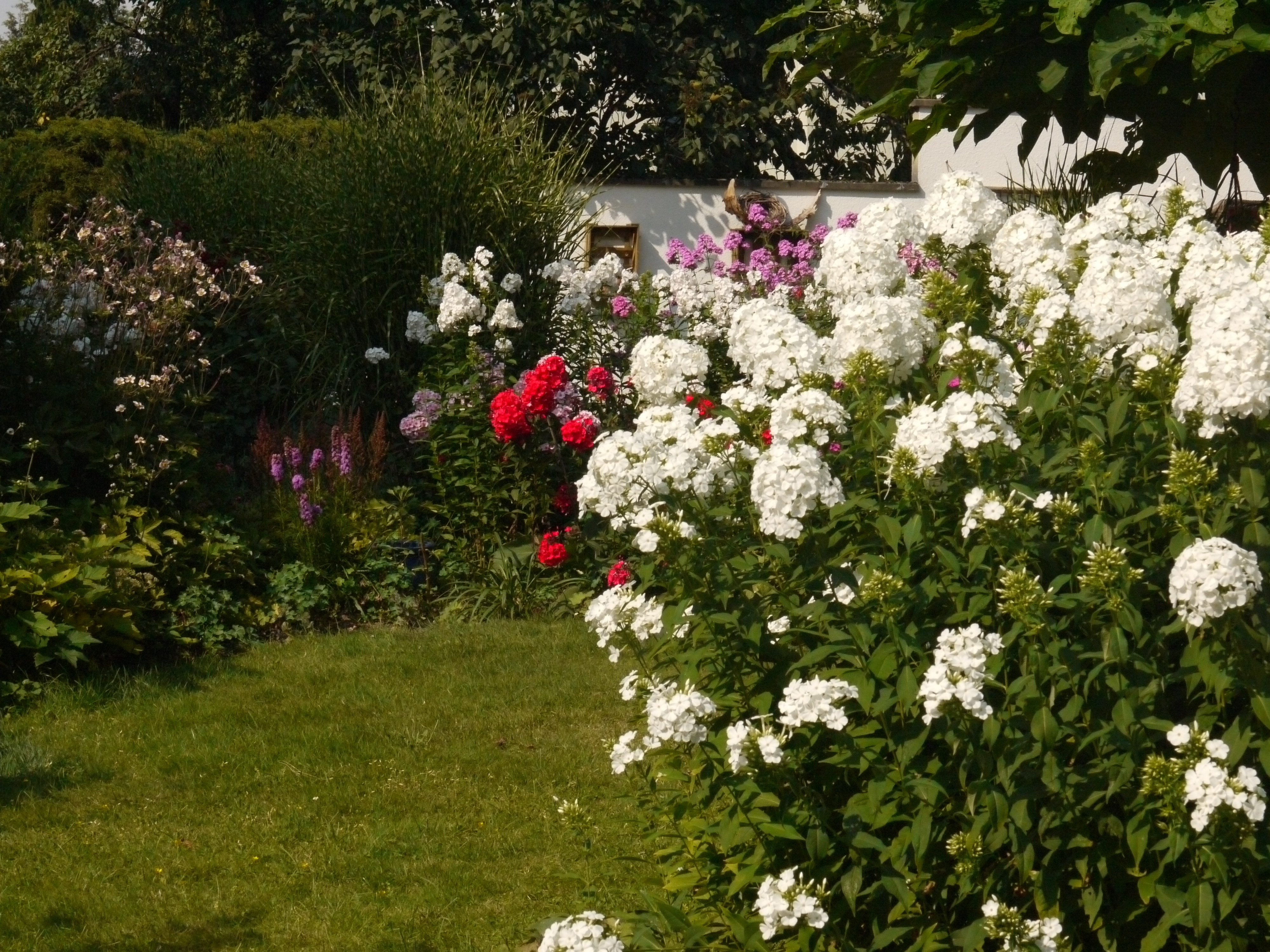 Ein Garten ohne Phlox ist ein Irrtum, sagte schon der große Gärtner Karl Foerster