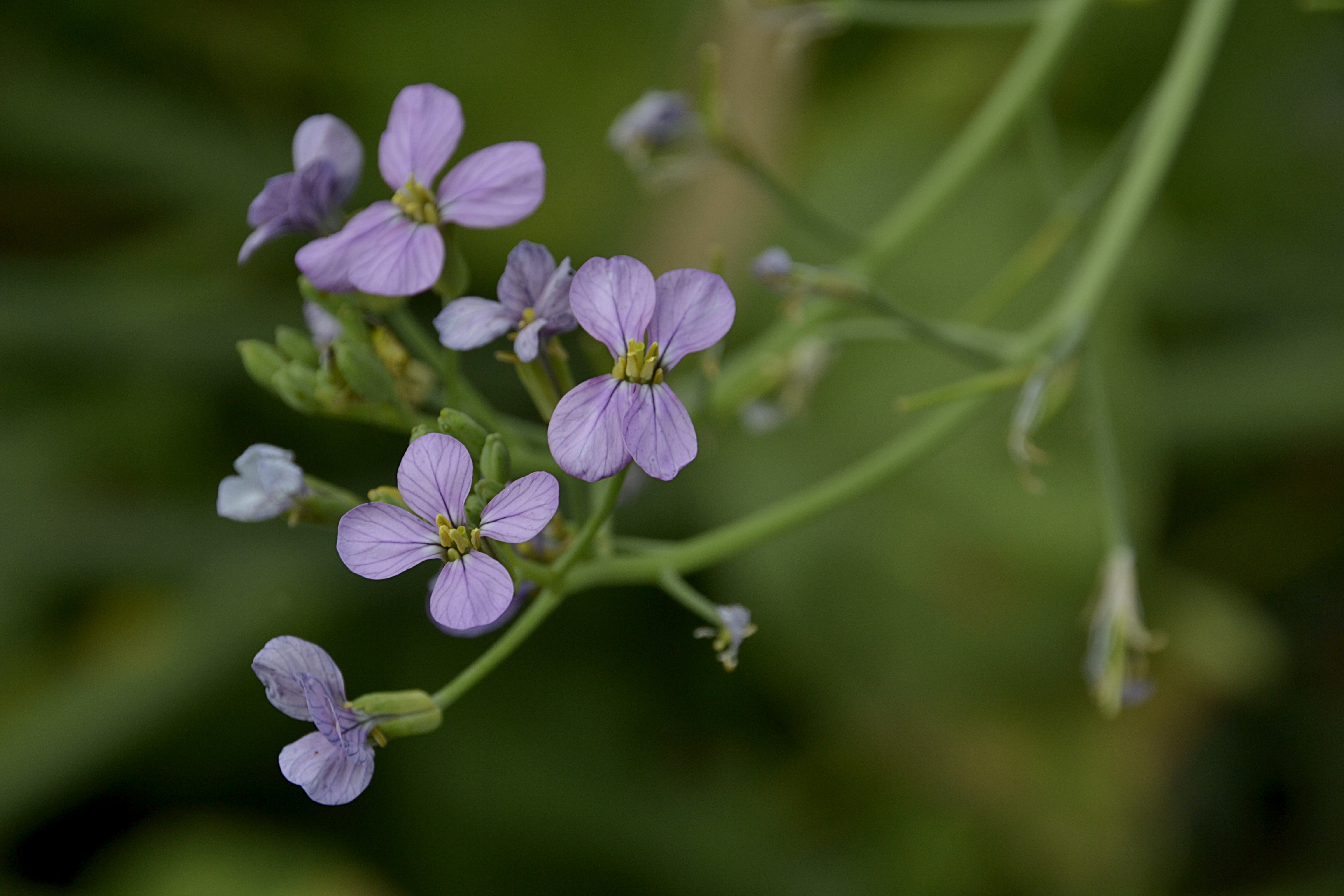 Den Oelrettich findet man als Gründünger-Pflanze auf Brachfeldern. Es sind 50 - 100 cm große Pflanzen mit entweder weißen oder blau-violetten Blüten. Sie bilden dicklich, längliche Früchte