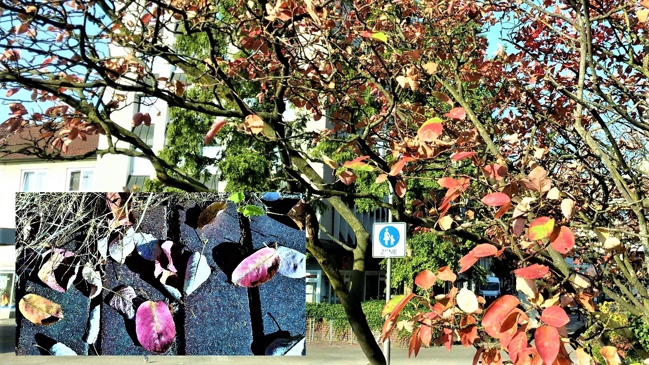 Die Hitze hat die Blätter eher bunt werden lassen: Dieses herbstlich anmutende Motiv schickt uns unser Bürgerreporter Helmut Grosser aus Gladbeck. Foto: Grosser
