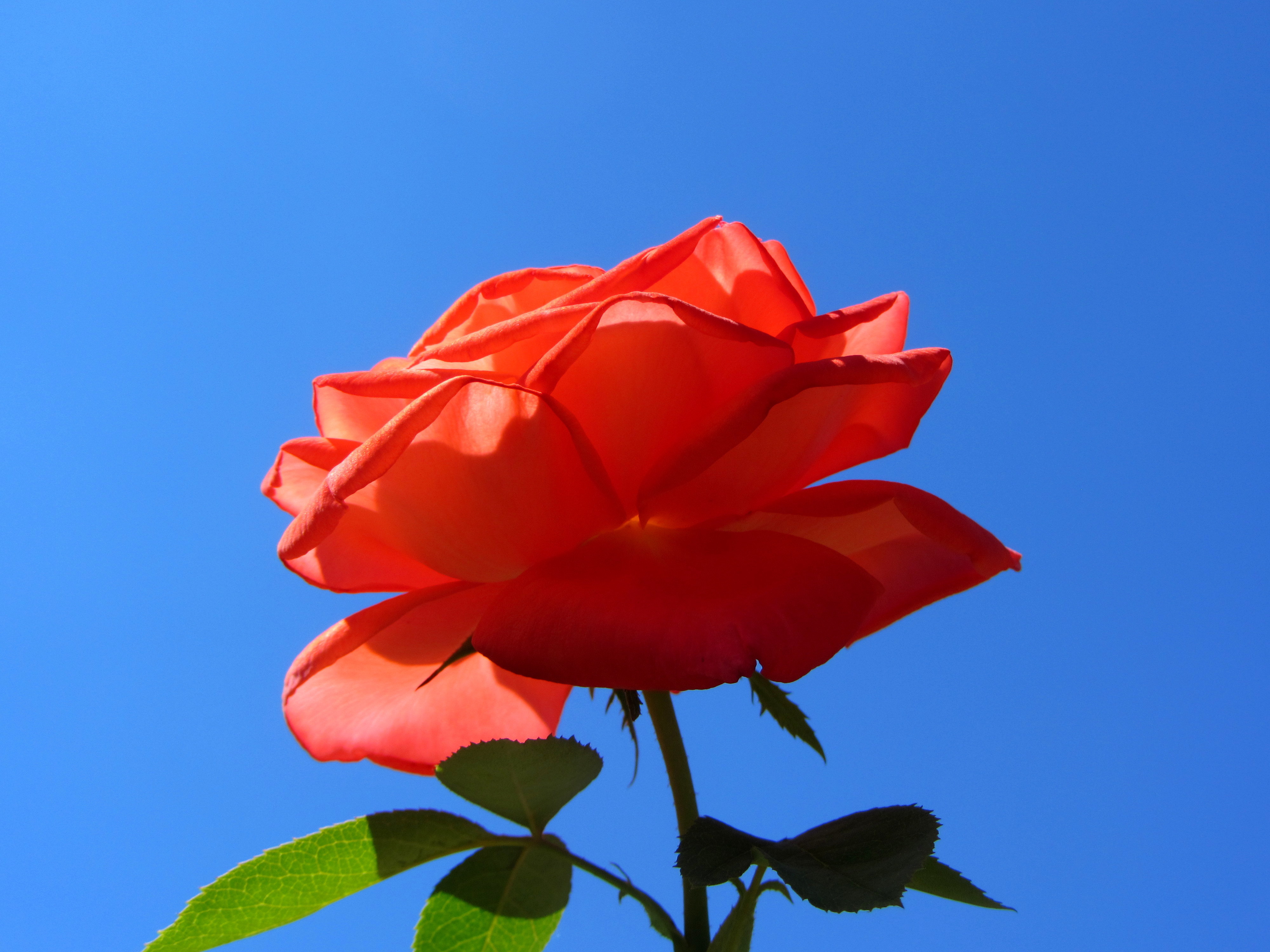 Rose in Altenessen.