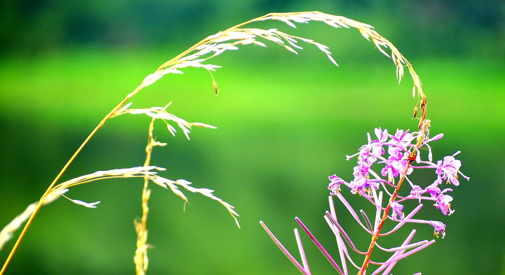 NATUR... gesehen im BERGISCHEM LAND am See...
