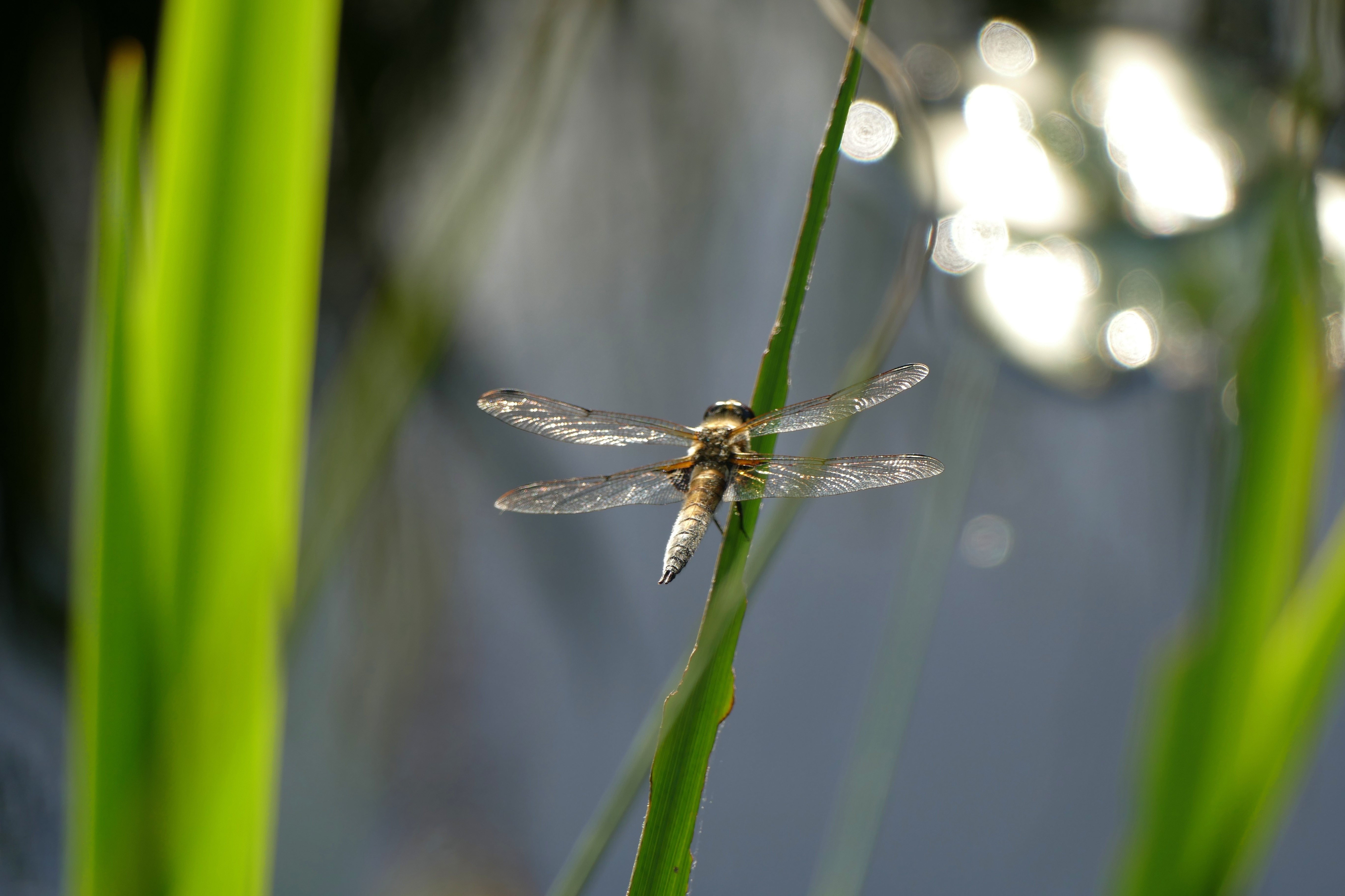 Libellen sind auffällige Insekten sie haben einen langen, dünnen farbigen Körper. Augen und Flügel sind recht groß, sie haben dünne Beinchen und kurze Fühler. Ihre beiden Flügelpaare kann die Libelle unabhängig voneinander bewegen, wie ein Hubschrauber!