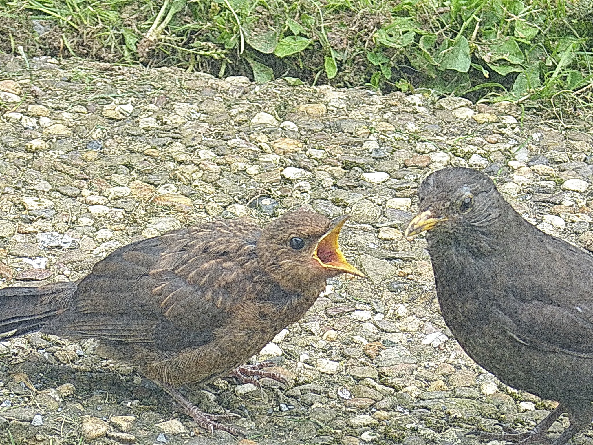 Fütterung - eine Drossel füttert ihr Junges. In meinem Garten kann ich