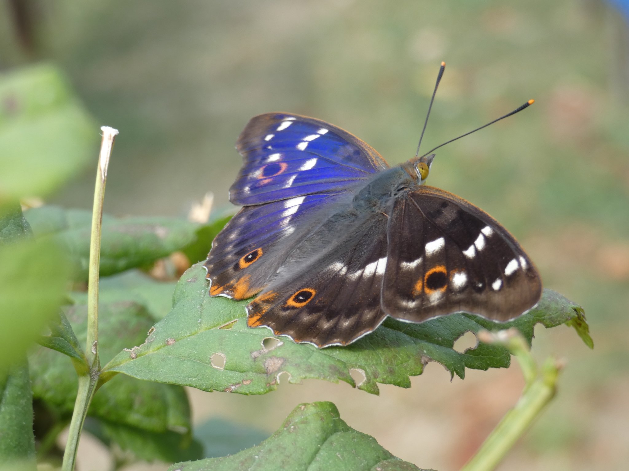 was ist das für ein Schmetterling ? Liebe Grüße und ein schönes Wochenende