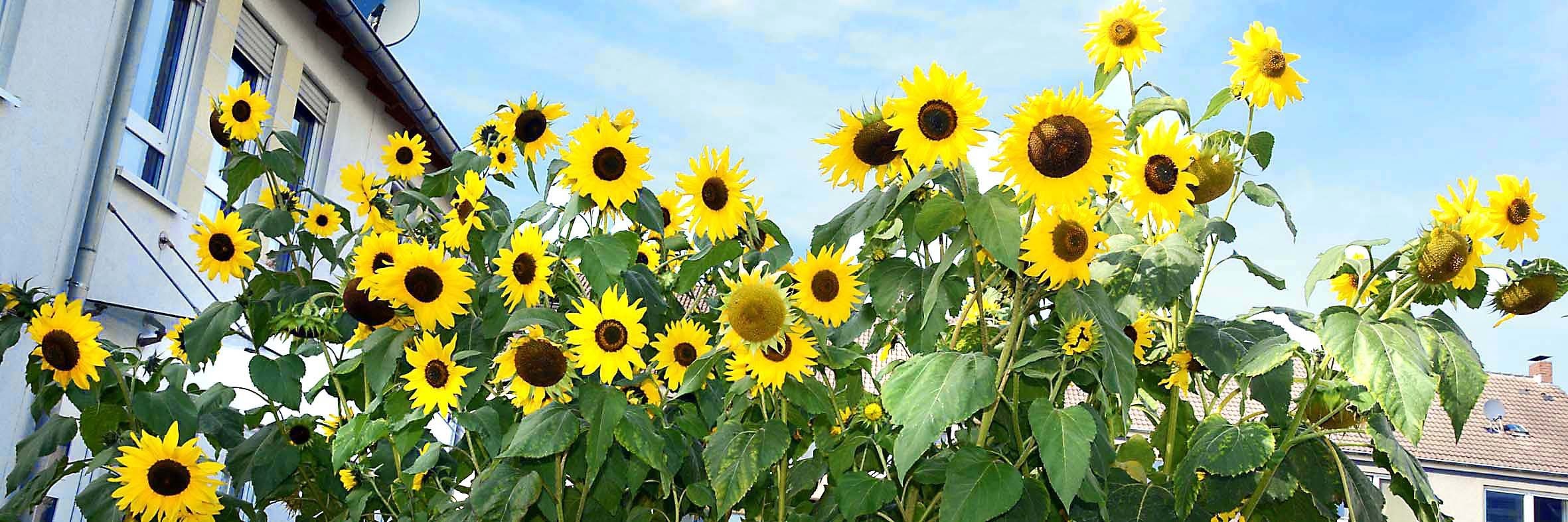 Temperatur-Sturz und Regen zeigen es: Der Herbst zieht ein - nicht nur kalendarisch. Zur Freude der Anwohner in der Spreestraße in Körne hat der freundliche Nachbar im Haus Nummer 1b aber mit seinem Sonnenblumen-Meer im Vorgarten zumindest optisch für eine gelungene Verlängerung des Sommers gesorgt. Große Anerkennung für die unzähligen und über drei Meter hohen Prachtexemplare zollt vor allem Karin Haedecke (67), die den Blick auf die gelb-grüne Pracht von schräg gegenüber genießt.