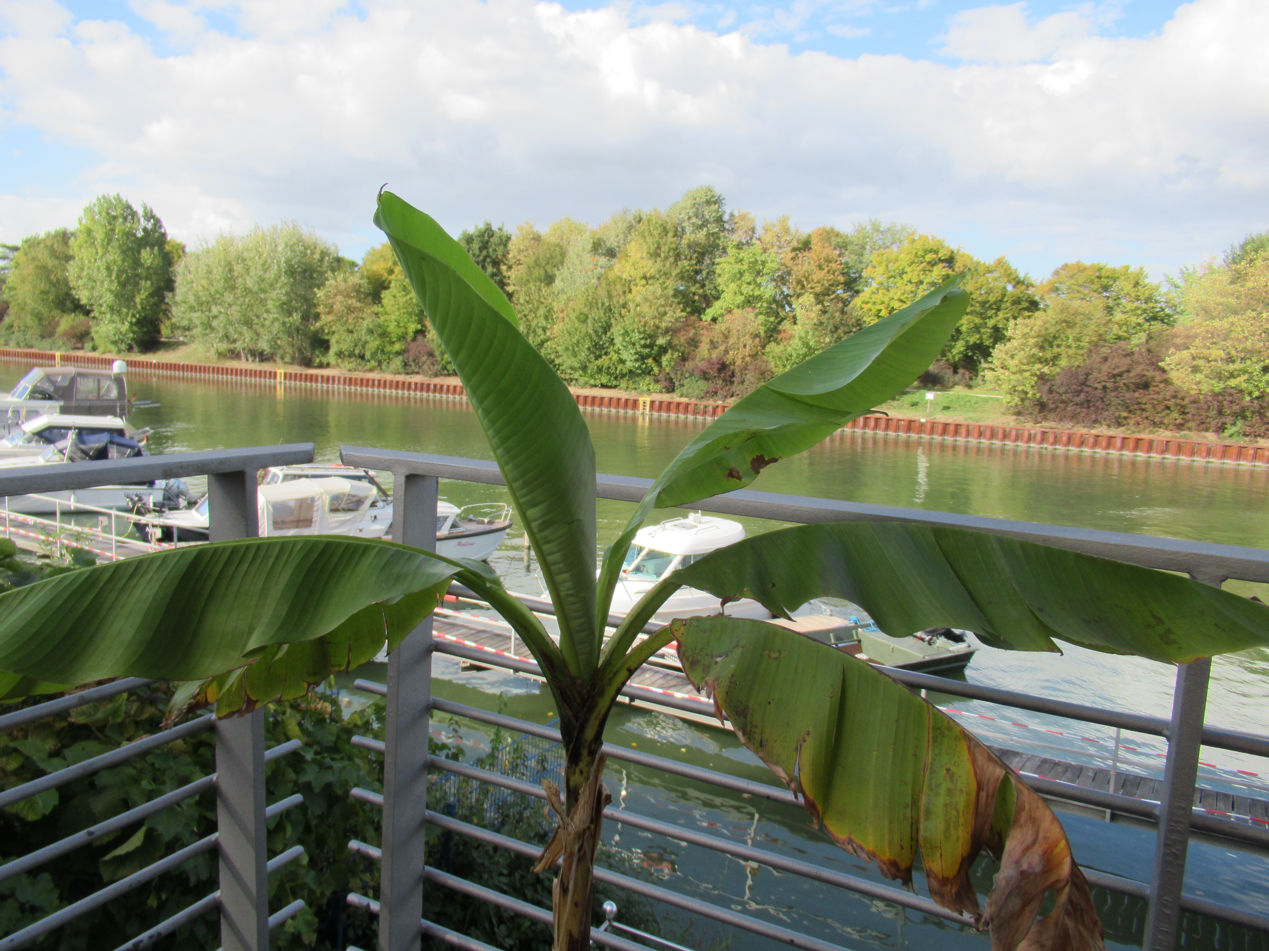 Wechselhaft, Windig - schon bessere Tage hier genossen ... Hanse Marina Dorsten - Hafencafe, Dorsten
https://marinas.info/marina/hanse-marina-dorsten