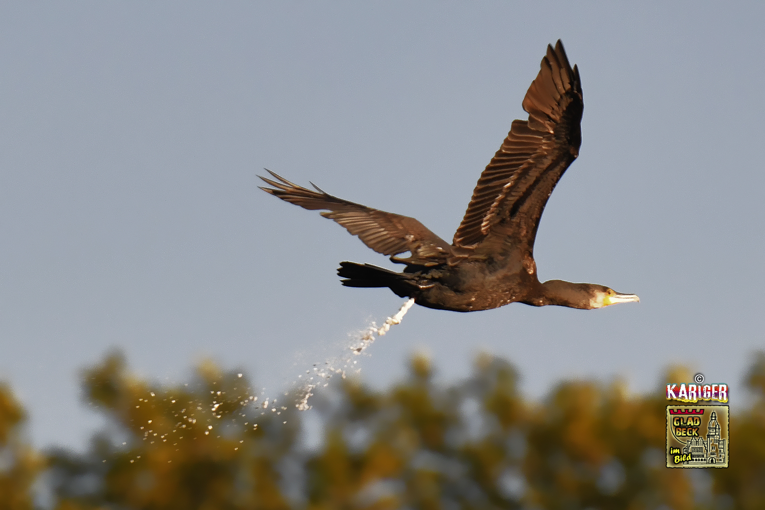 Diesen Zufall kann man nicht gezielt fotografieren. Höchstens mit der Videokamera täglich verfolgen und dann auf den richtigen Screenprint warten. Weit über 100 m iss'er weg, der Kormoran über dem Nordpark in Gladbeck. Foto: Kariger