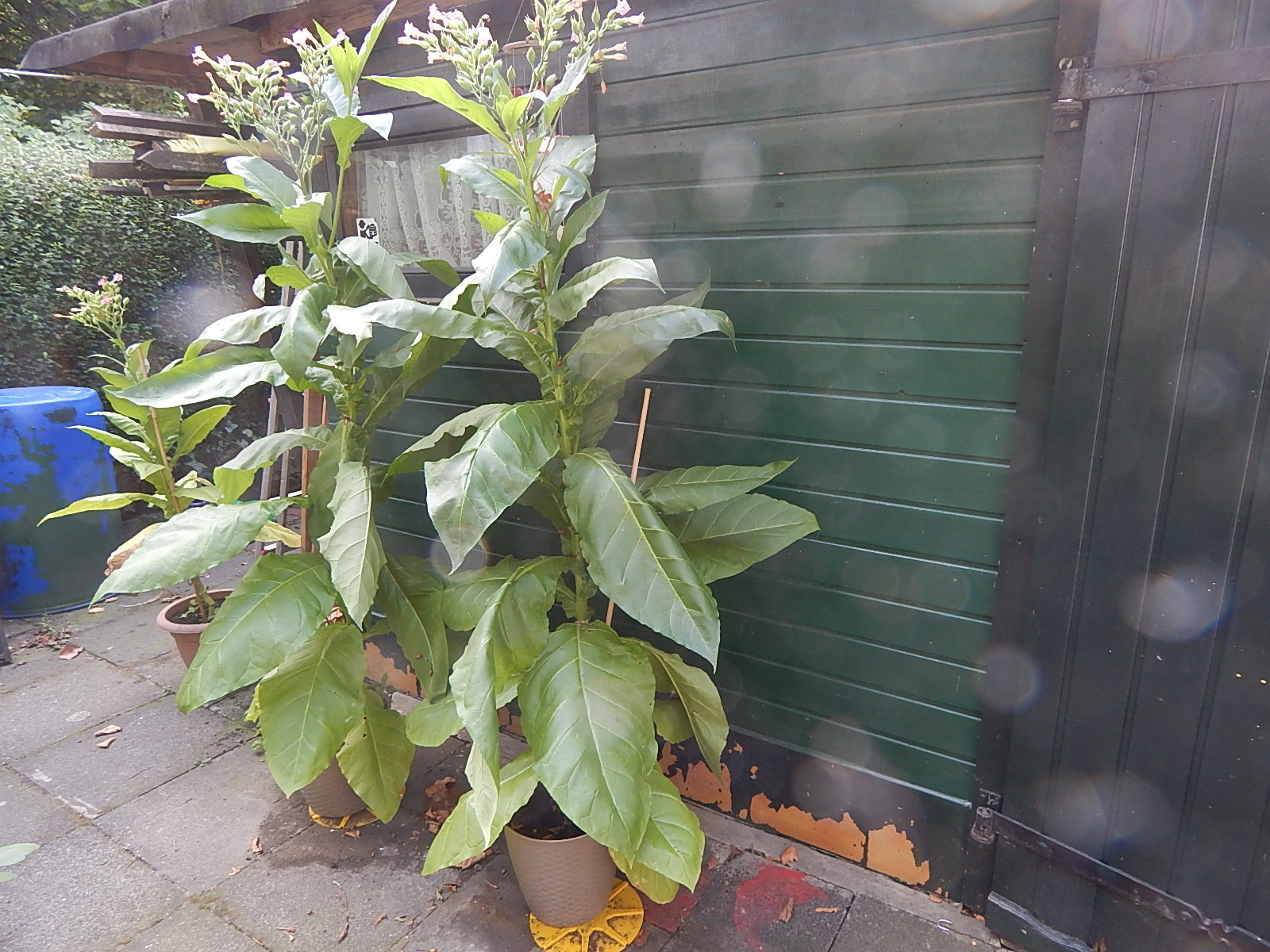 blühender Tabak in meinem Garten