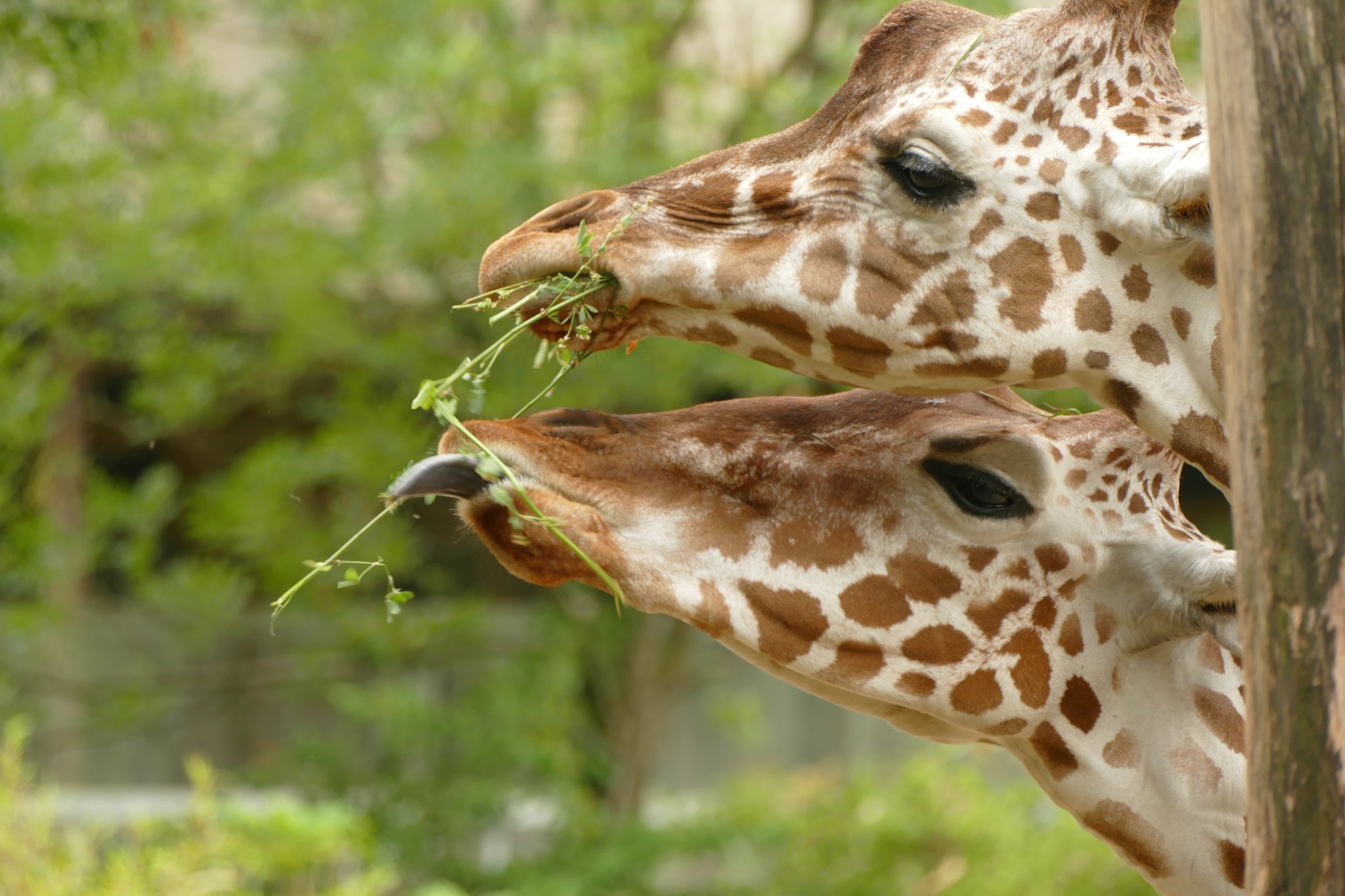 Die Süßesten Früchte Fressen Nur Die Großen Tiere