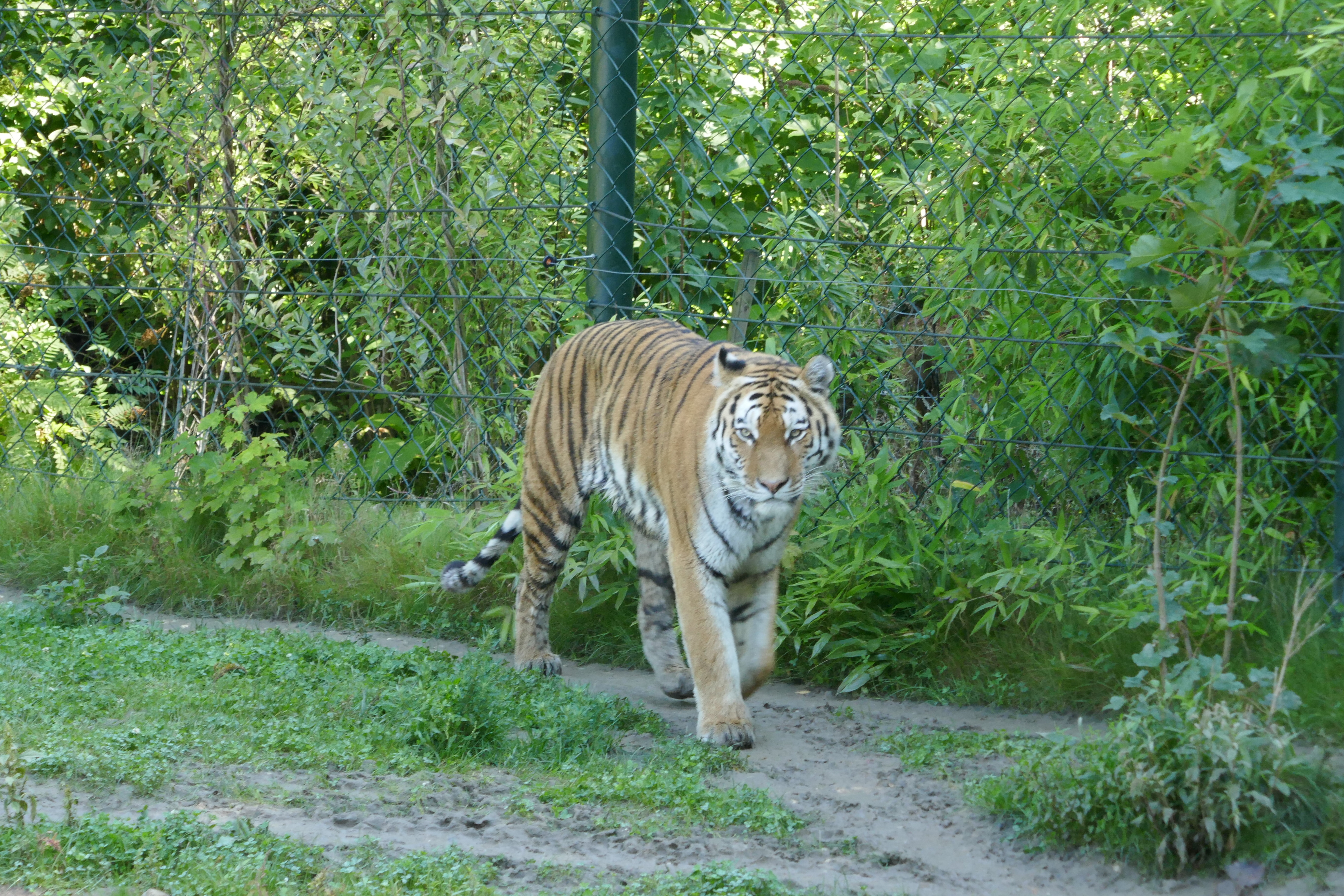 Tiger in der Zoom-Erlebniswelt