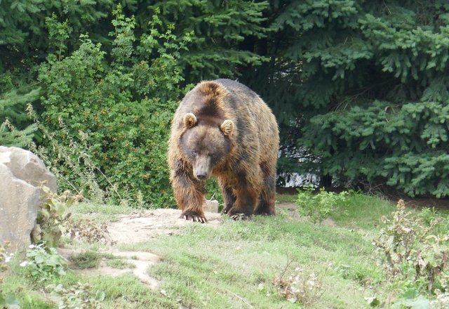 Grizzlybär