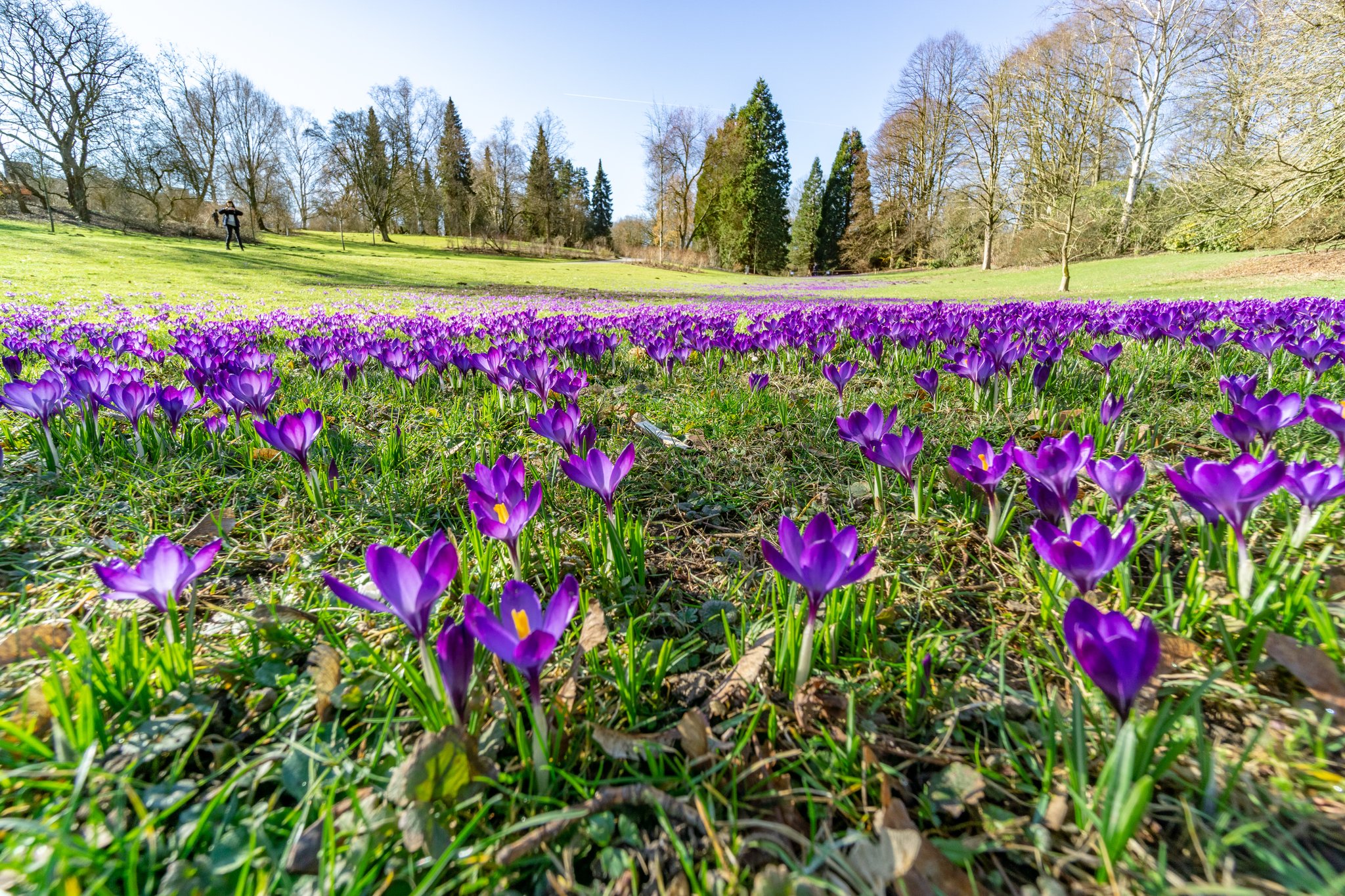 Krokusse Wiese im Romberpark
