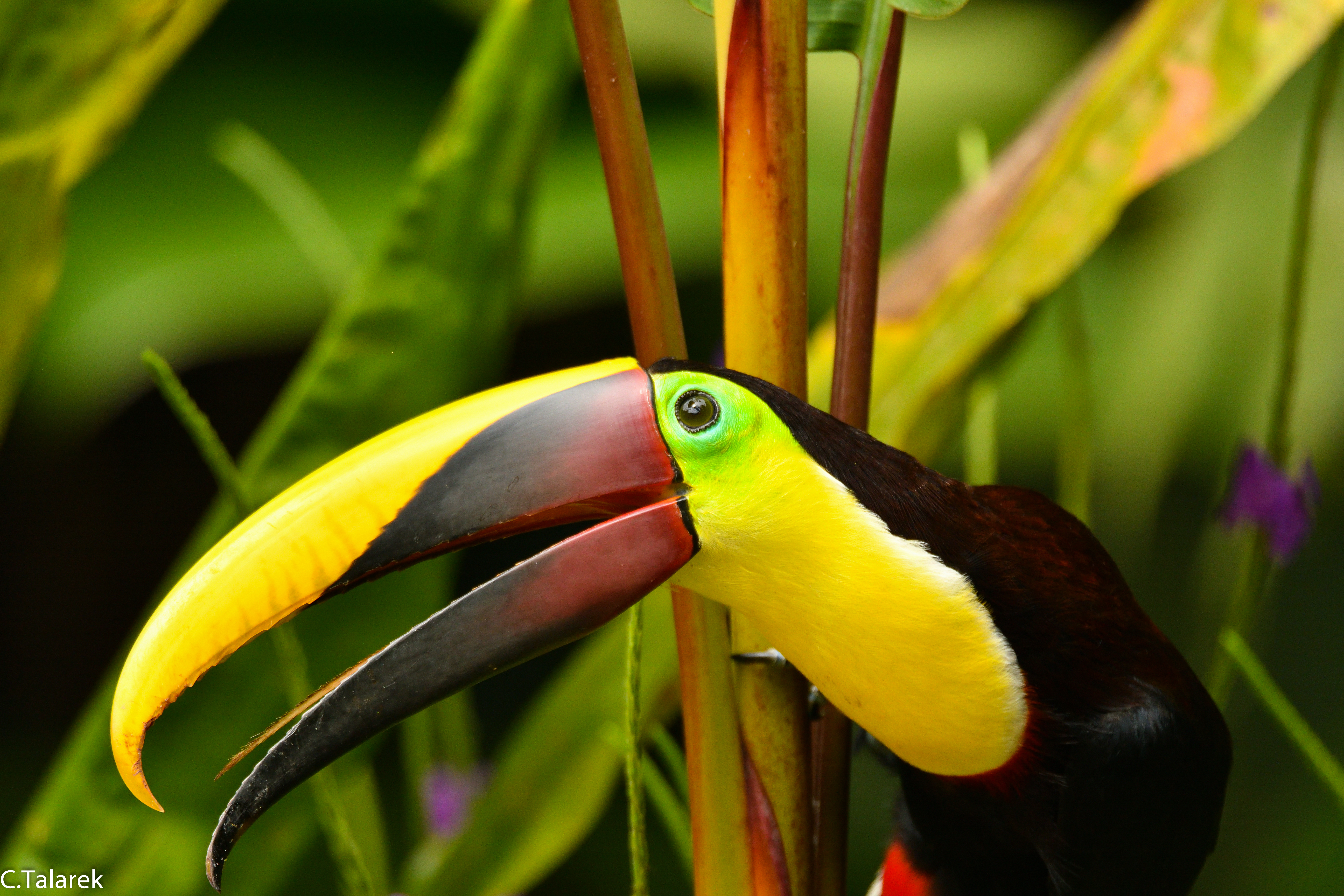 War nicht ganz in Hagen. Eher in Costa Rica. Aber so ein bunter Vogel fällt hier kaum auf.