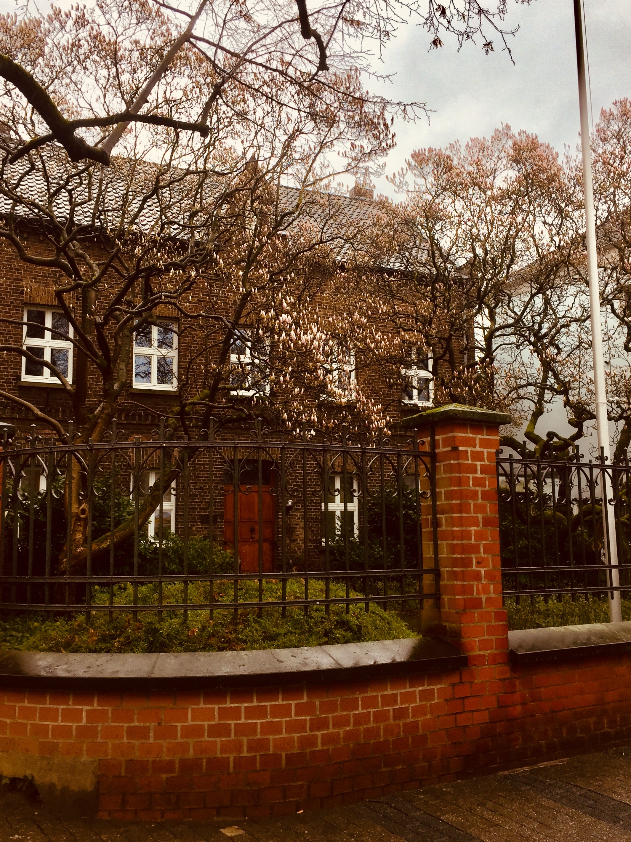 Den Magnolien am Katholischen Pfarrhaus in Benrath fehlt nur noch ein wenig Sonnenschein, damit sie in ganzer Pracht erblühen können. Dieses Foto habe ich bei strömenden Regen gemacht.