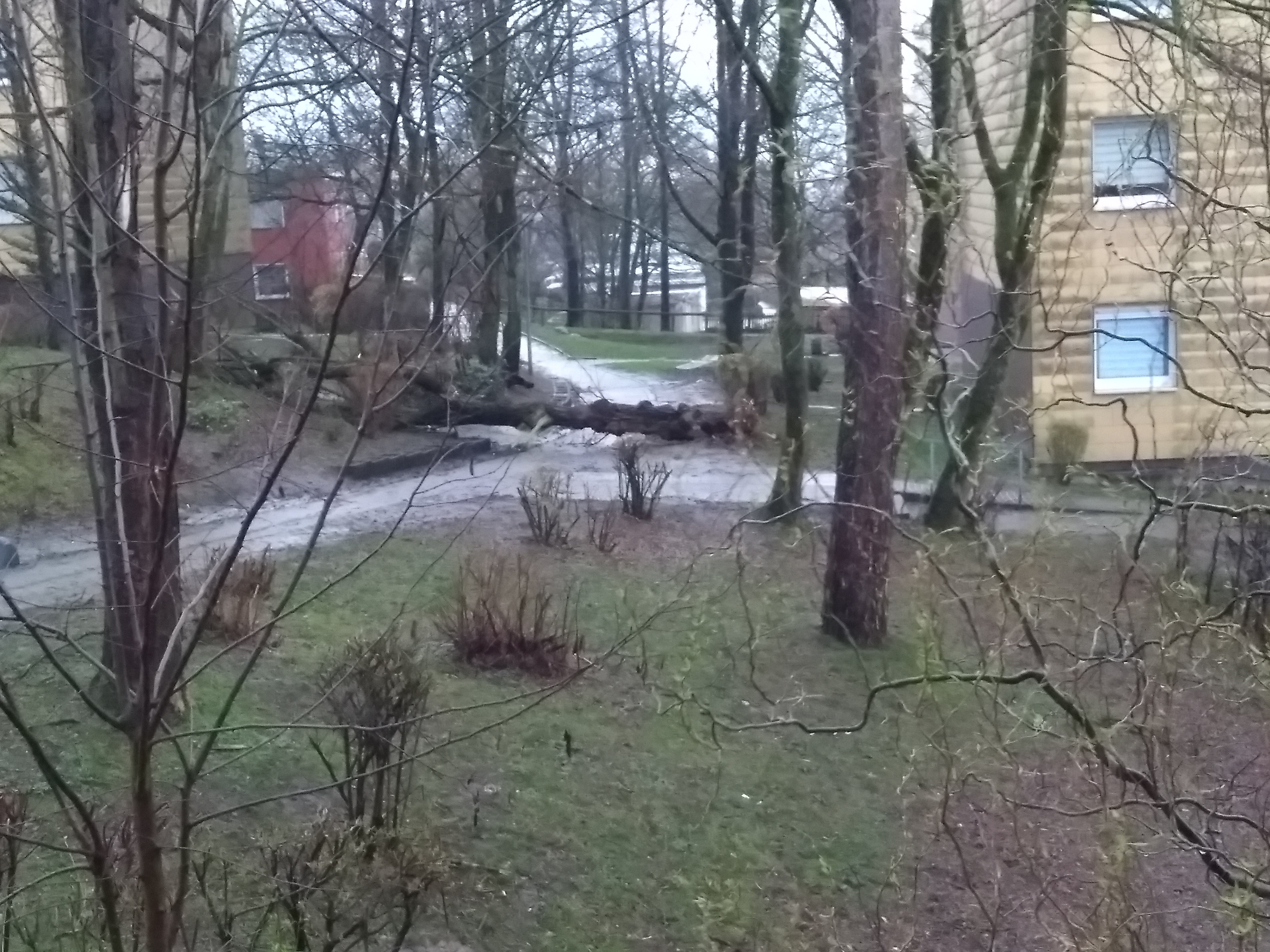 Das Unwetter hat ein weiteres Baumopfer gefördert und legte sich einmal quer über den Gehweg zwischen von Humboldt Str und Einstein Str in velbert.
Die Feuerwehr war schnell vor Ort um den Weg wieder freizumachen.
Gut das niemand verletzt wurde