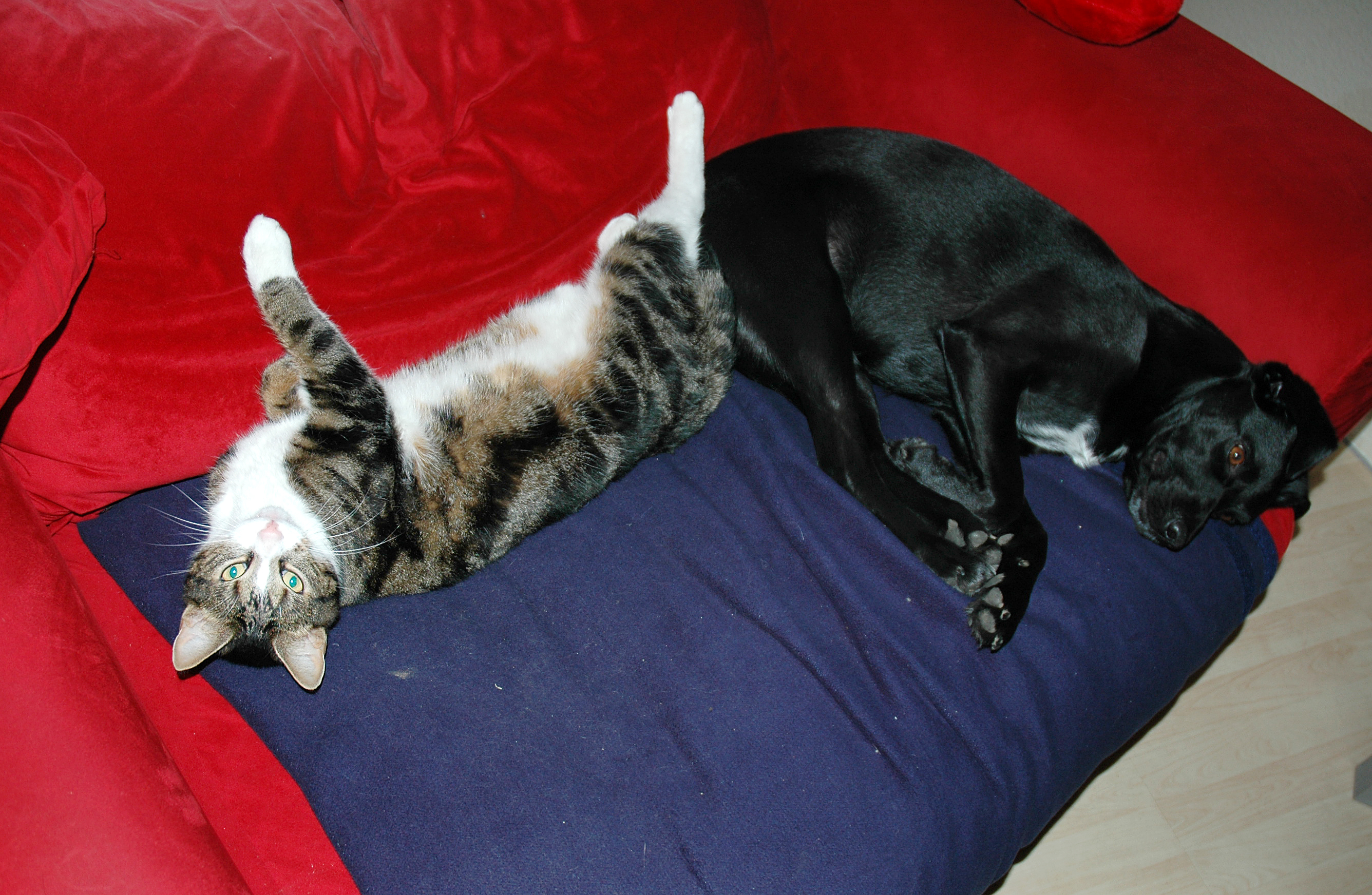Entspannungs-Experte Max (l.) und Schlummer-Fachkraft Connor sind sich einig: An diesen wundervollen März-Tagen bleiben wir lieber auf der Couch.